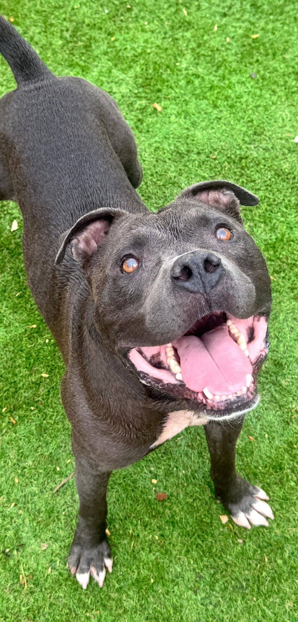 Smokey - Pit Bull Terrier Mix available for adoption at BARCS Rescue in Calgary (1 of 2)