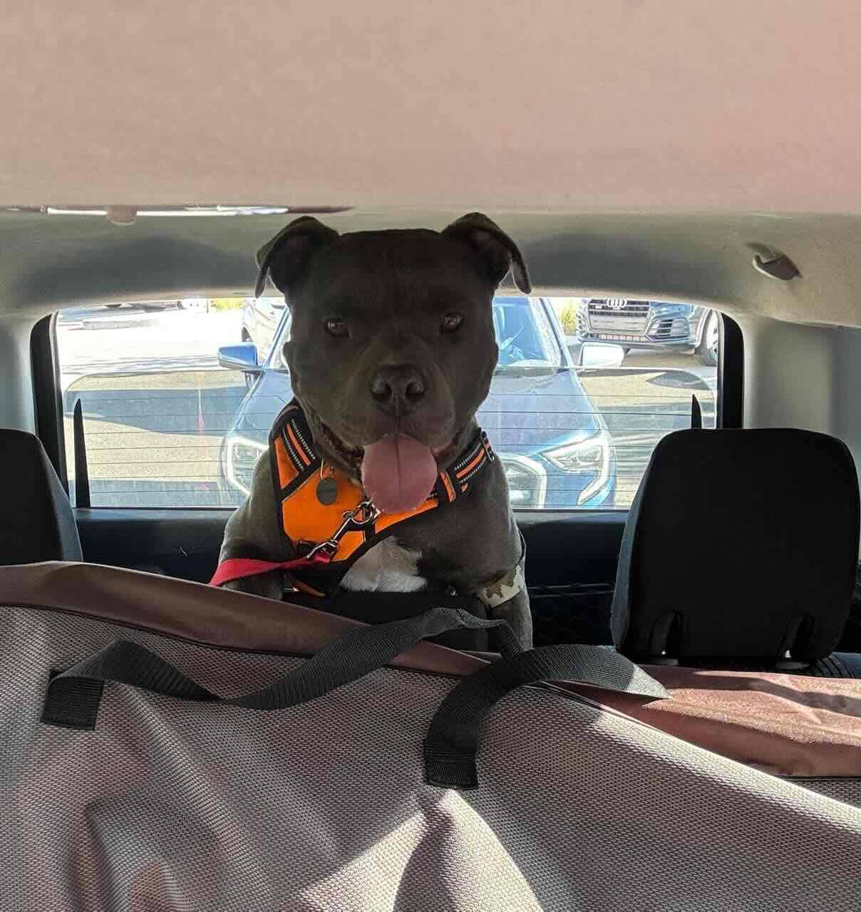 Smokey - Pit Bull Terrier Mix available for adoption at BARCS Rescue in Calgary (1 of 5)