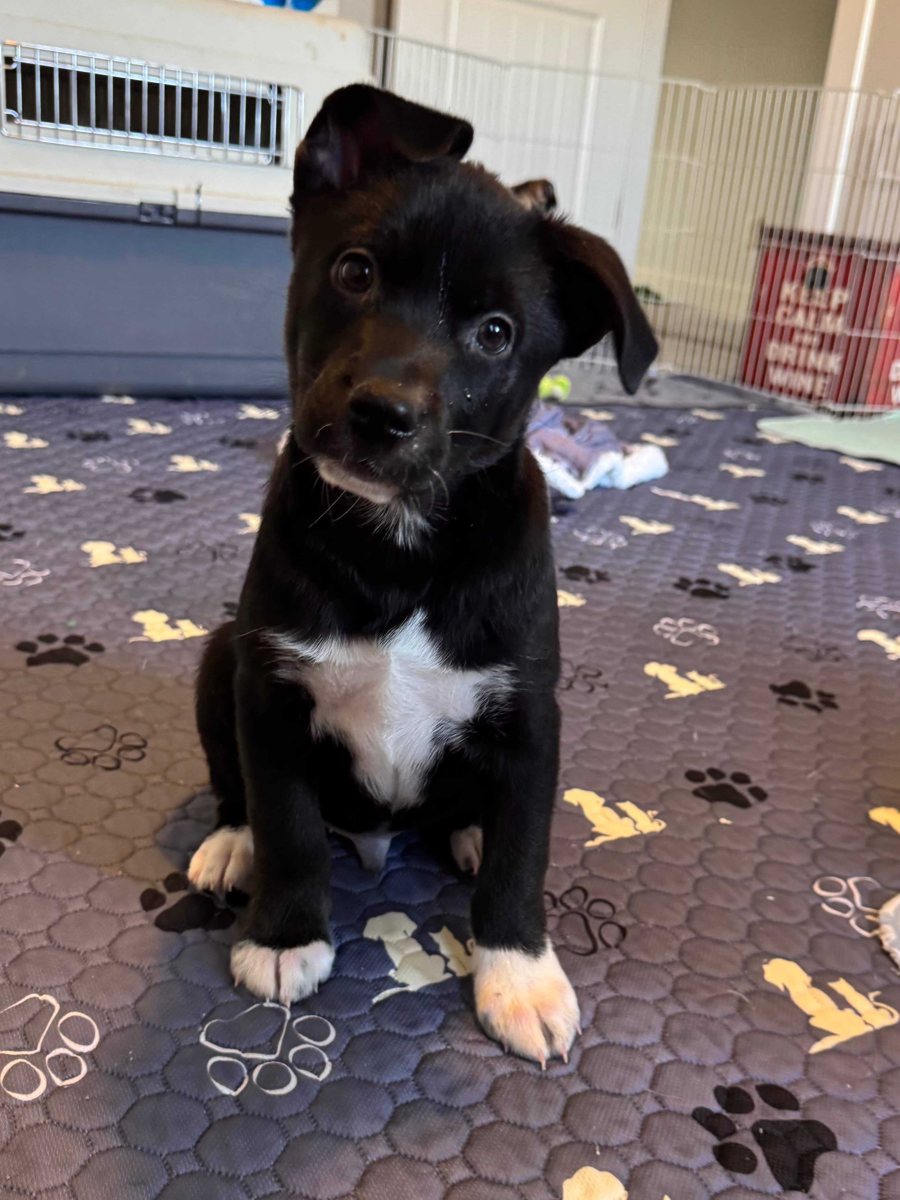 Slurpee - Dachshund/Husky Mix available for adoption