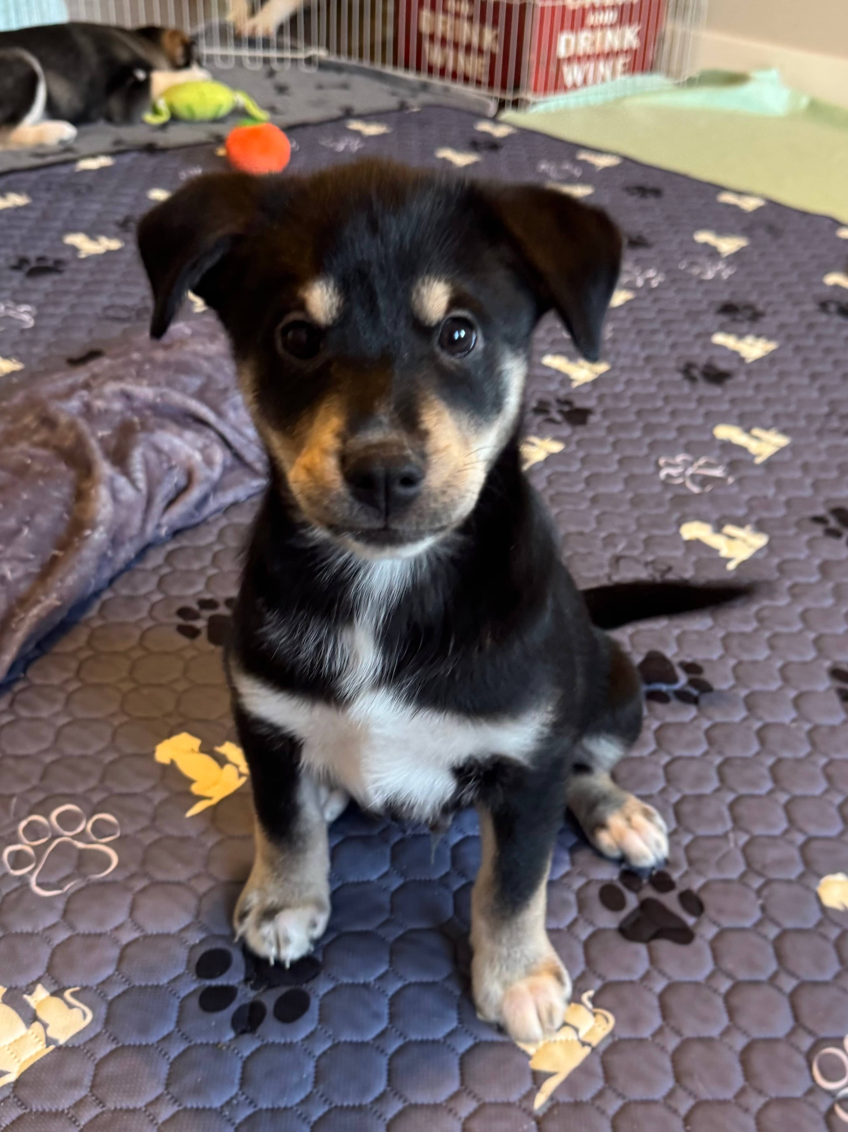 Drumstick - Dachshund/Husky Mix available for adoption