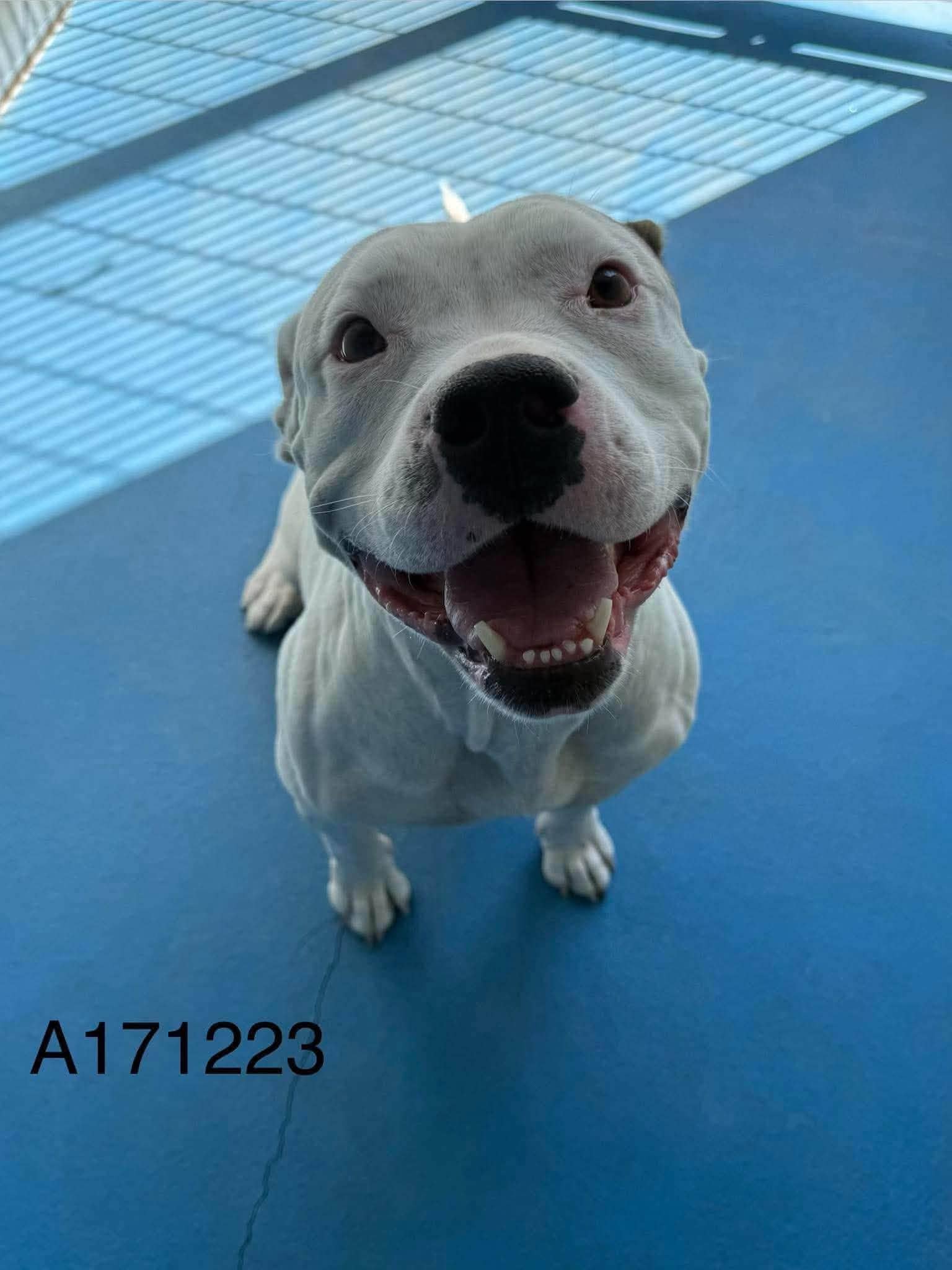 Sooke - Pit Bull Terrier Mix available for adoption at BARCS Rescue in Calgary