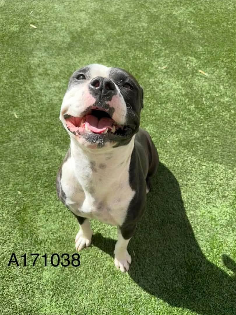 Kindersley - Pit Bull Terrier Mix available for adoption at BARCS Rescue in Calgary