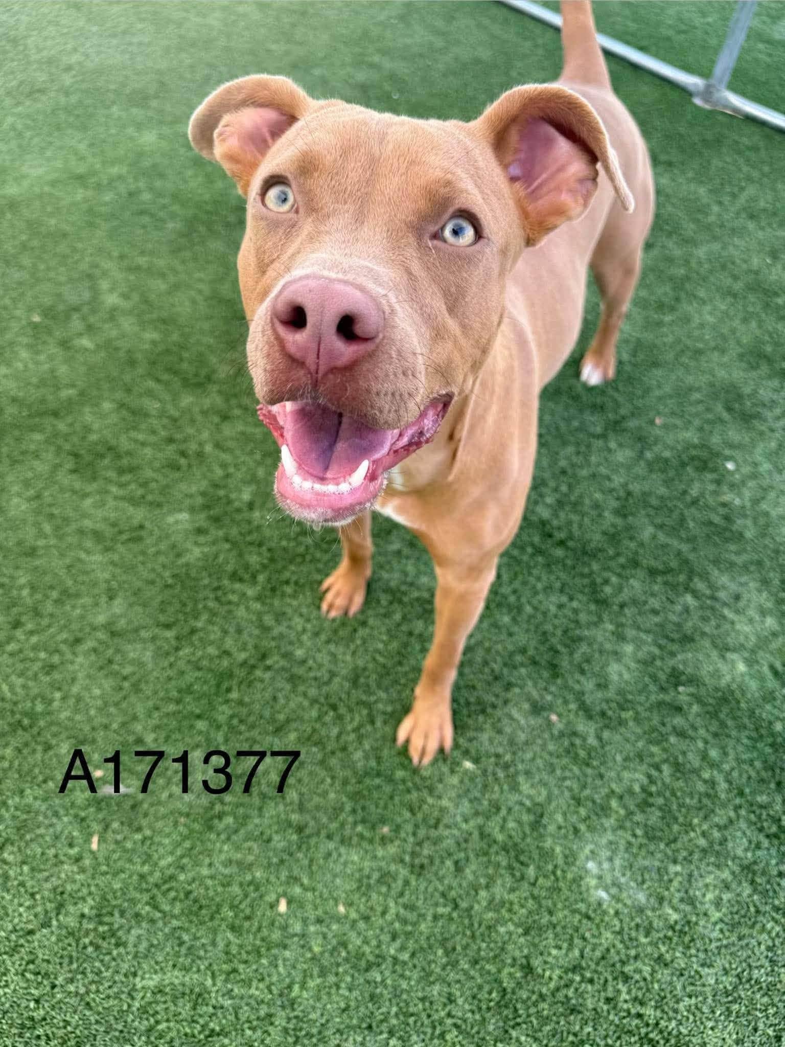 Canora - Pit Bull Terrier Mix available for adoption at BARCS Rescue in Calgary