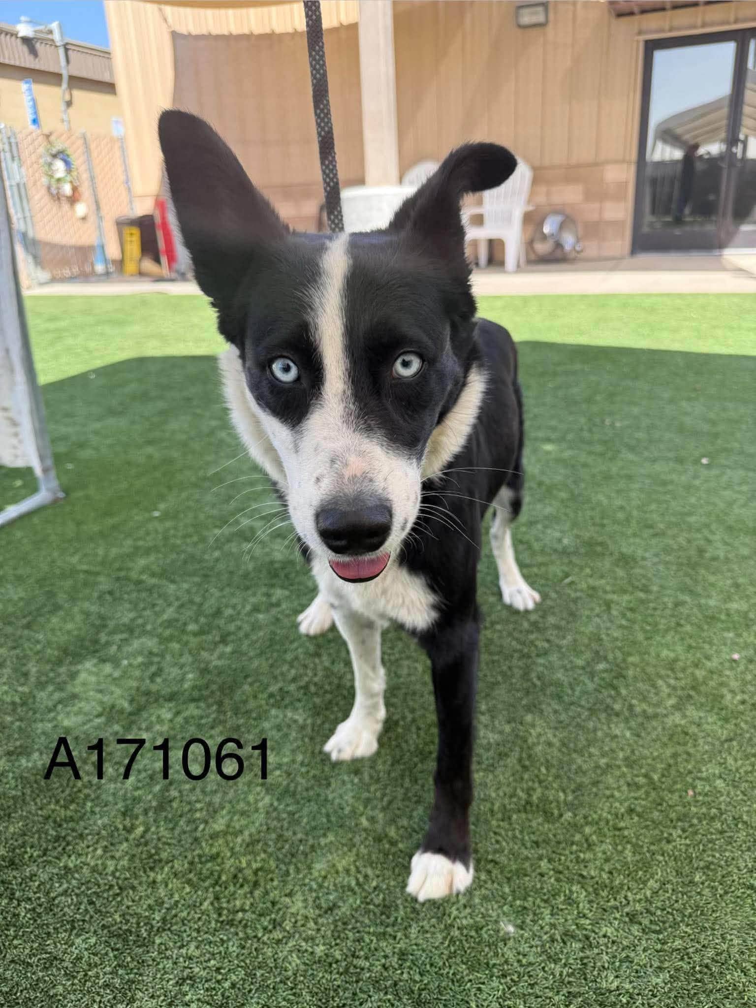 Shellbrook - Border Collie Mix available for adoption at BARCS Rescue in Calgary