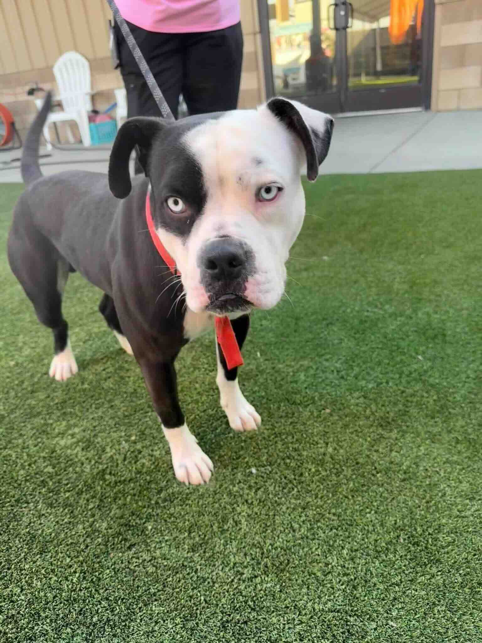 Beatty - Boxer Mix available for adoption