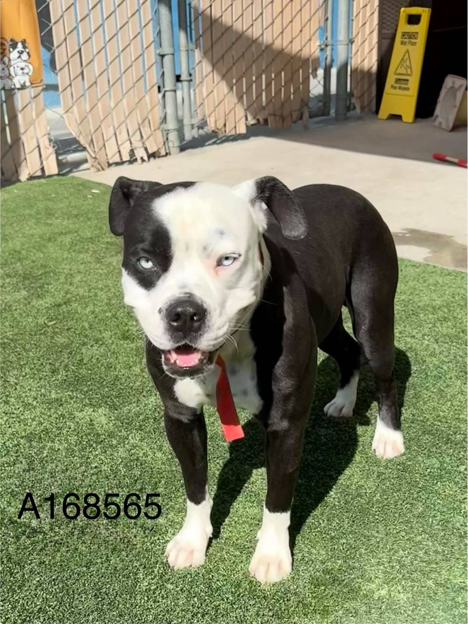 Beatty - Boxer Mix available for adoption at BARCS Rescue in Calgary