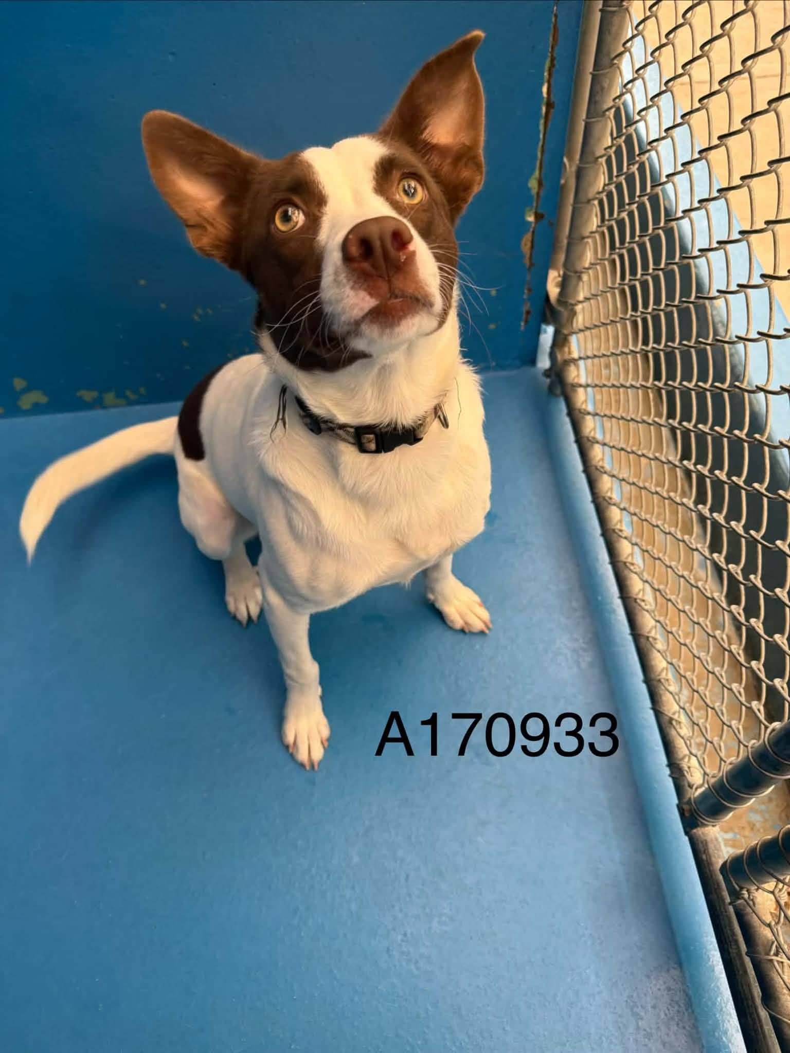 Sutton - Pit Bull Terrier Mix available for adoption at BARCS Rescue in Calgary
