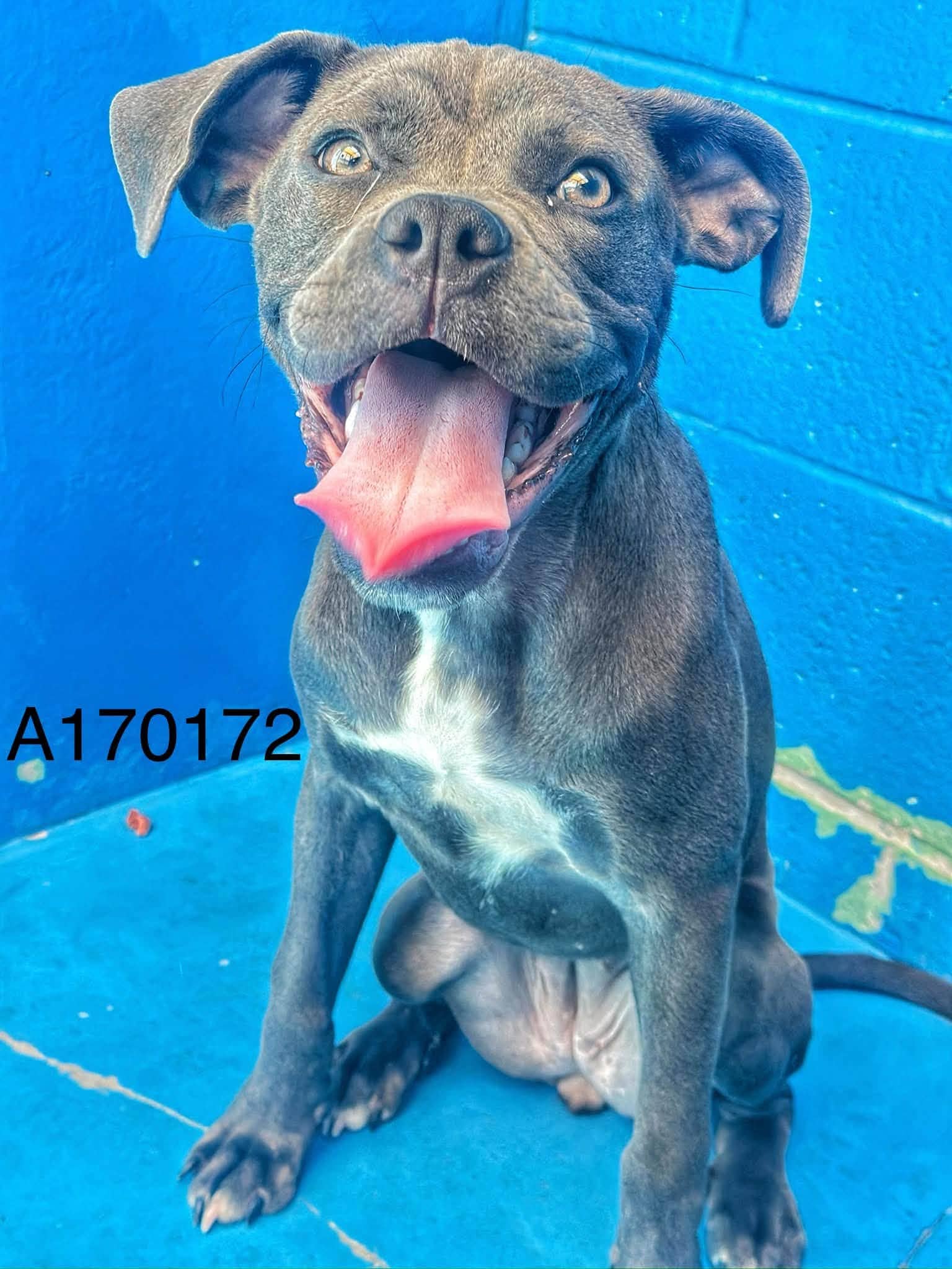 Cranbrook - Boxer Mix available for adoption at BARCS Rescue in Calgary