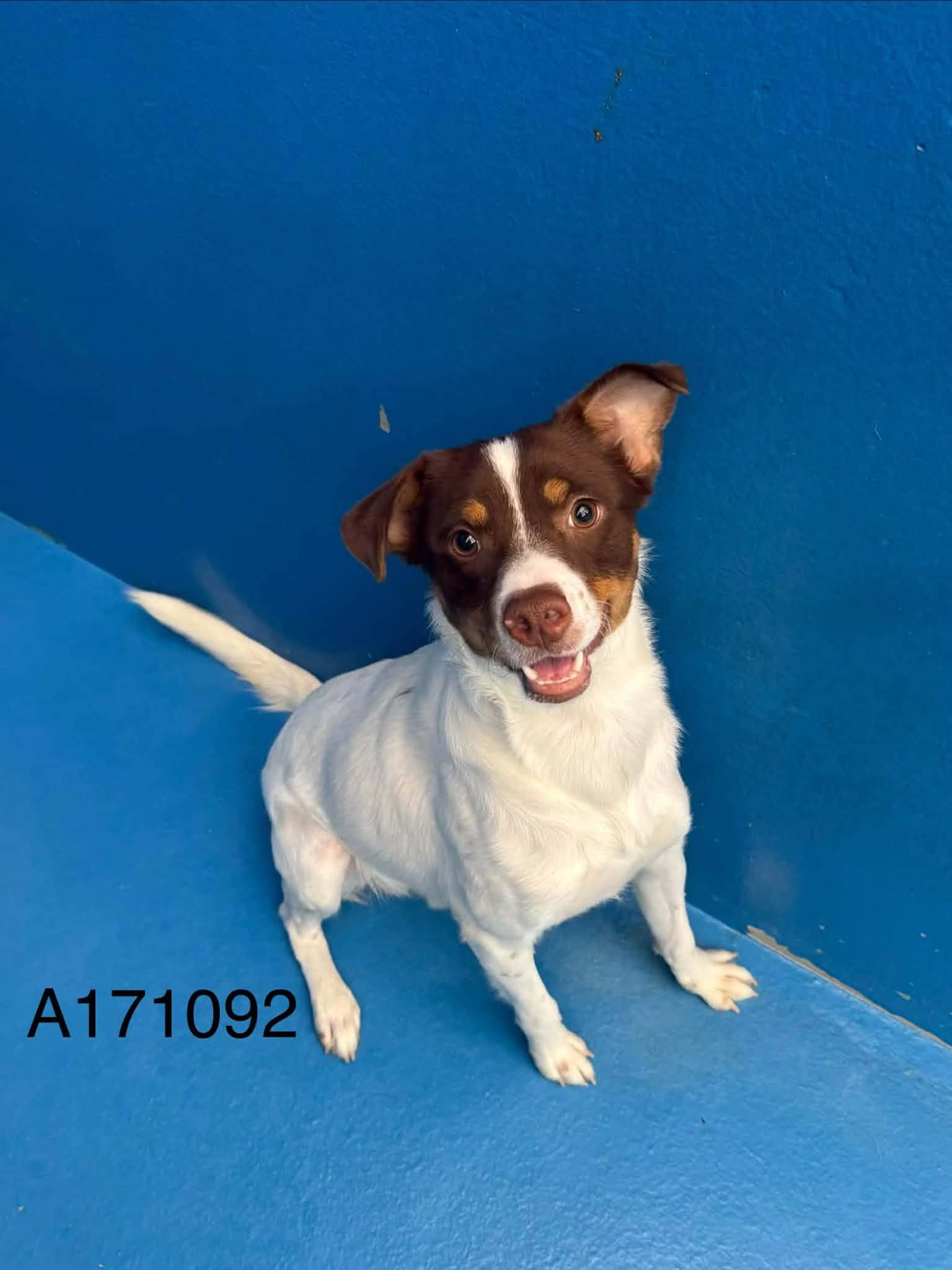Trenton - Jack Russell Terrier Mix available for adoption at BARCS Rescue in Calgary