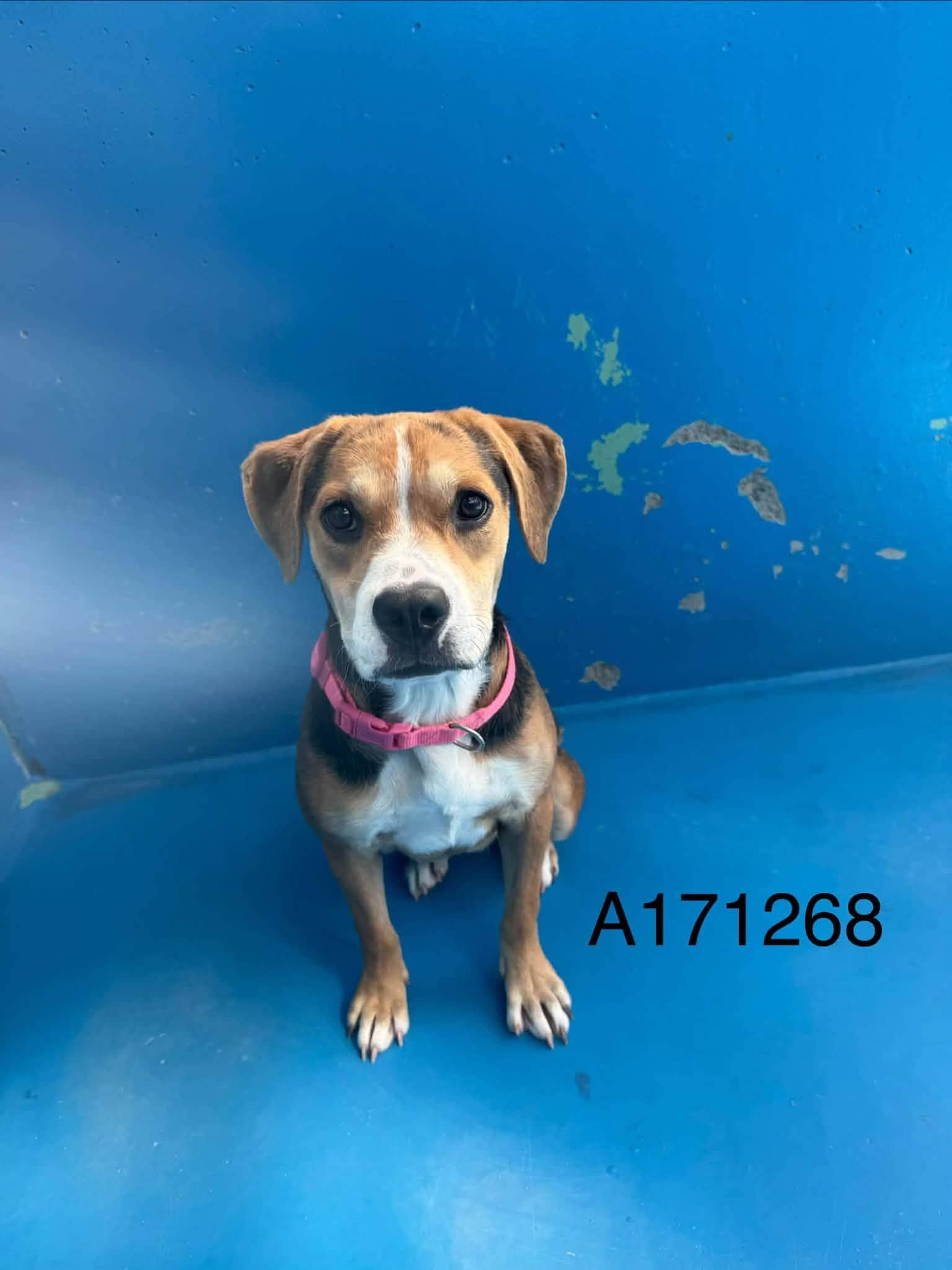 Peachland - Beagle Mix available for adoption in Alberta