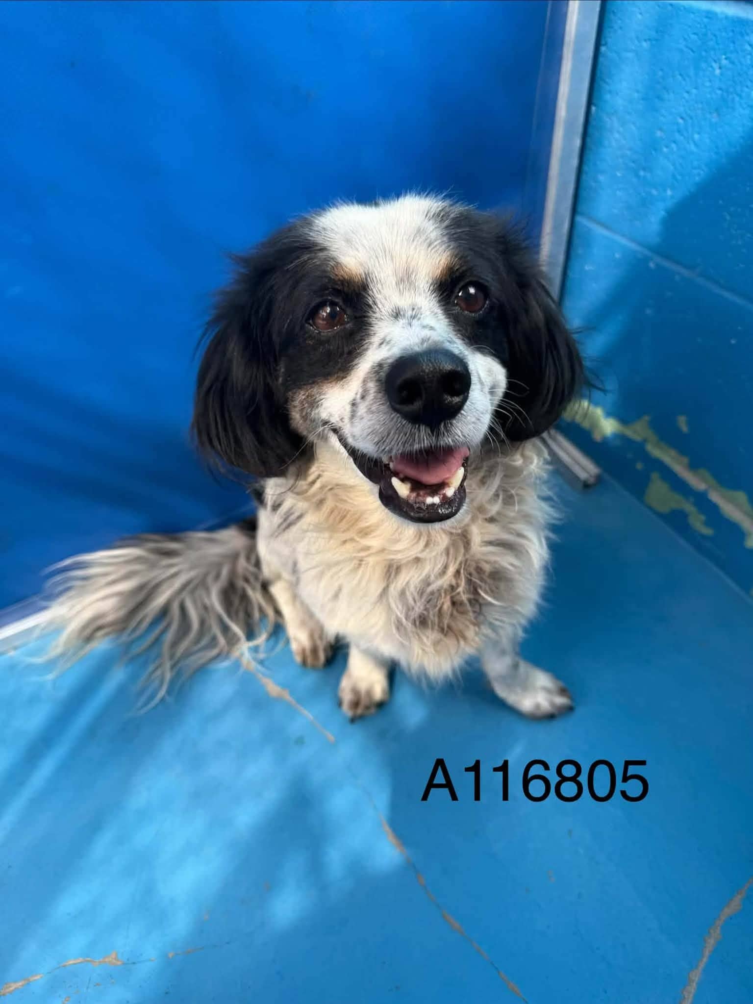 Tuk - Dachshund Mix available for adoption at BARCS Rescue in Calgary