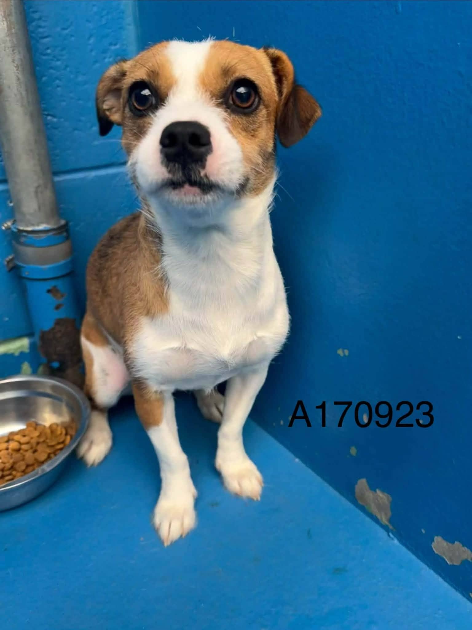 Nahanni - Terrier Mix available for adoption at BARCS Rescue in Calgary
