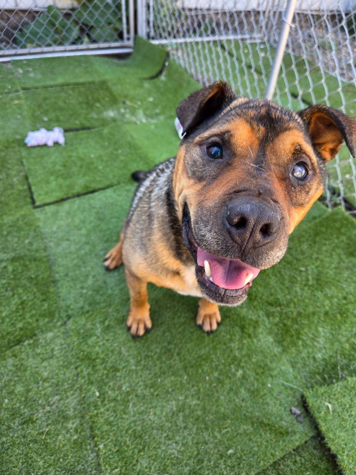 Miller - Shepherd Mix available for adoption at BARCS Rescue in Calgary (1 of 6)