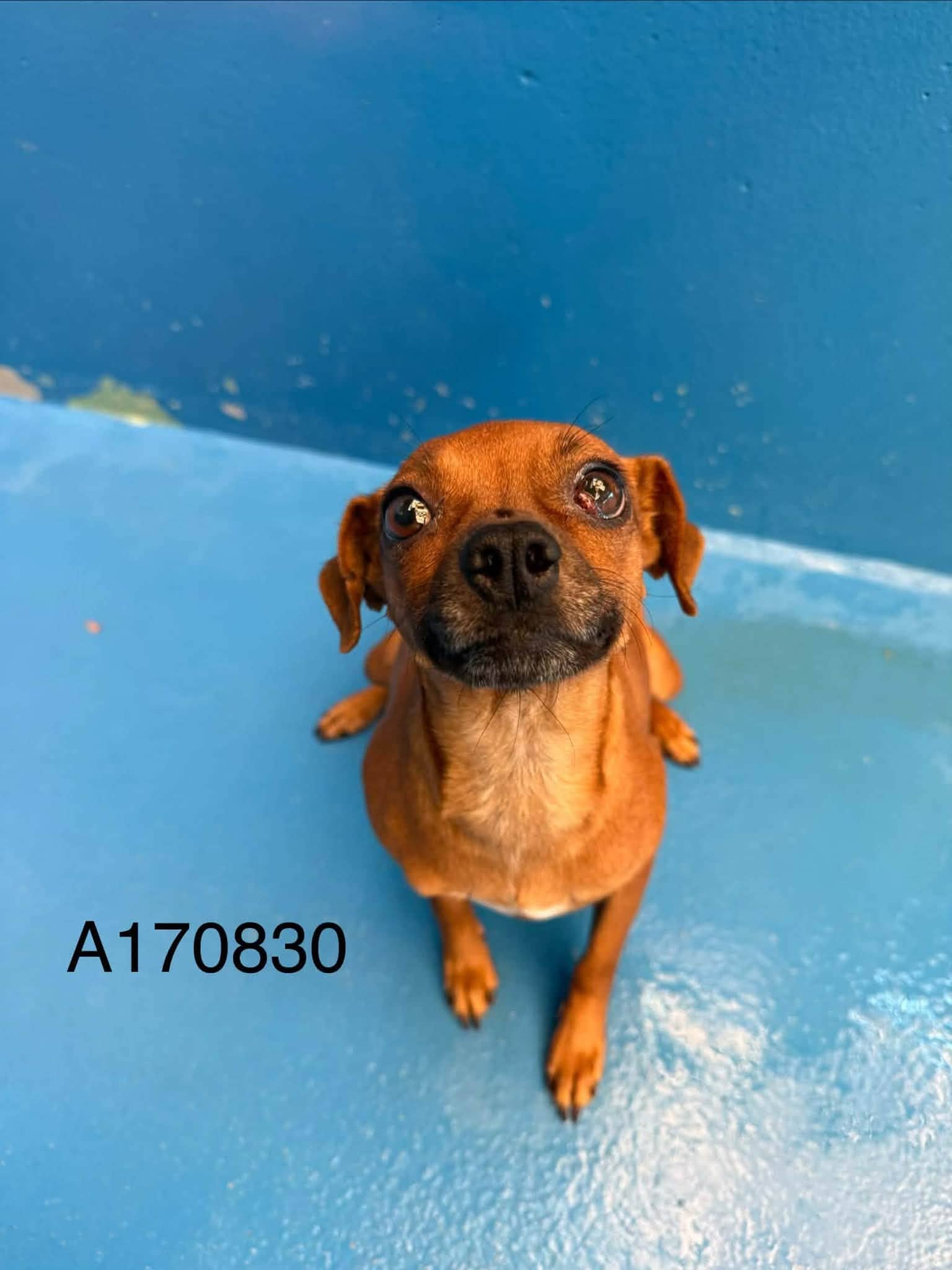 Glaslyn - Chihuahua Mix available for adoption at BARCS Rescue in Calgary