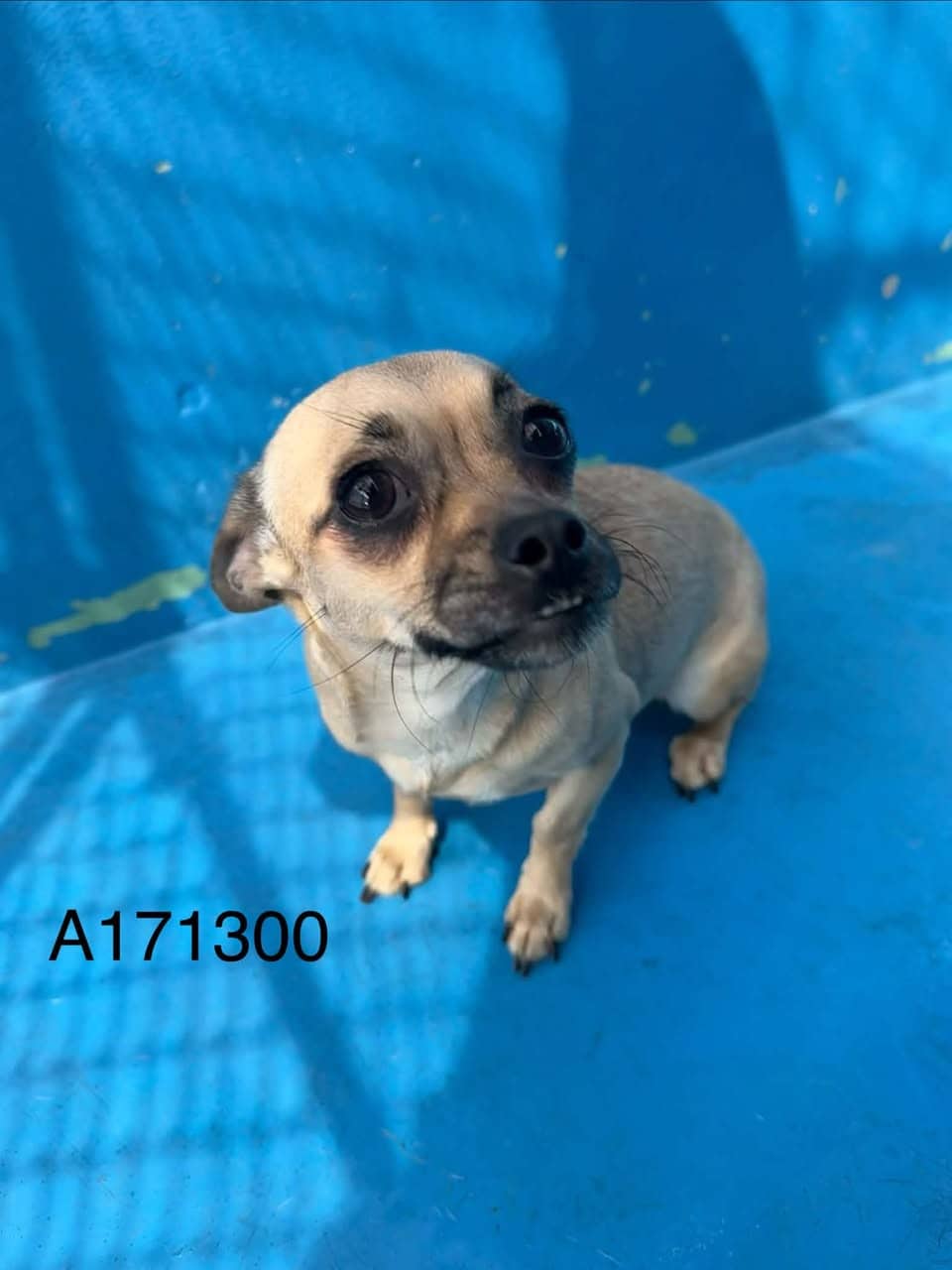 Tisdale - Pug/Dachshund Mix available for adoption at BARCS Rescue in Calgary