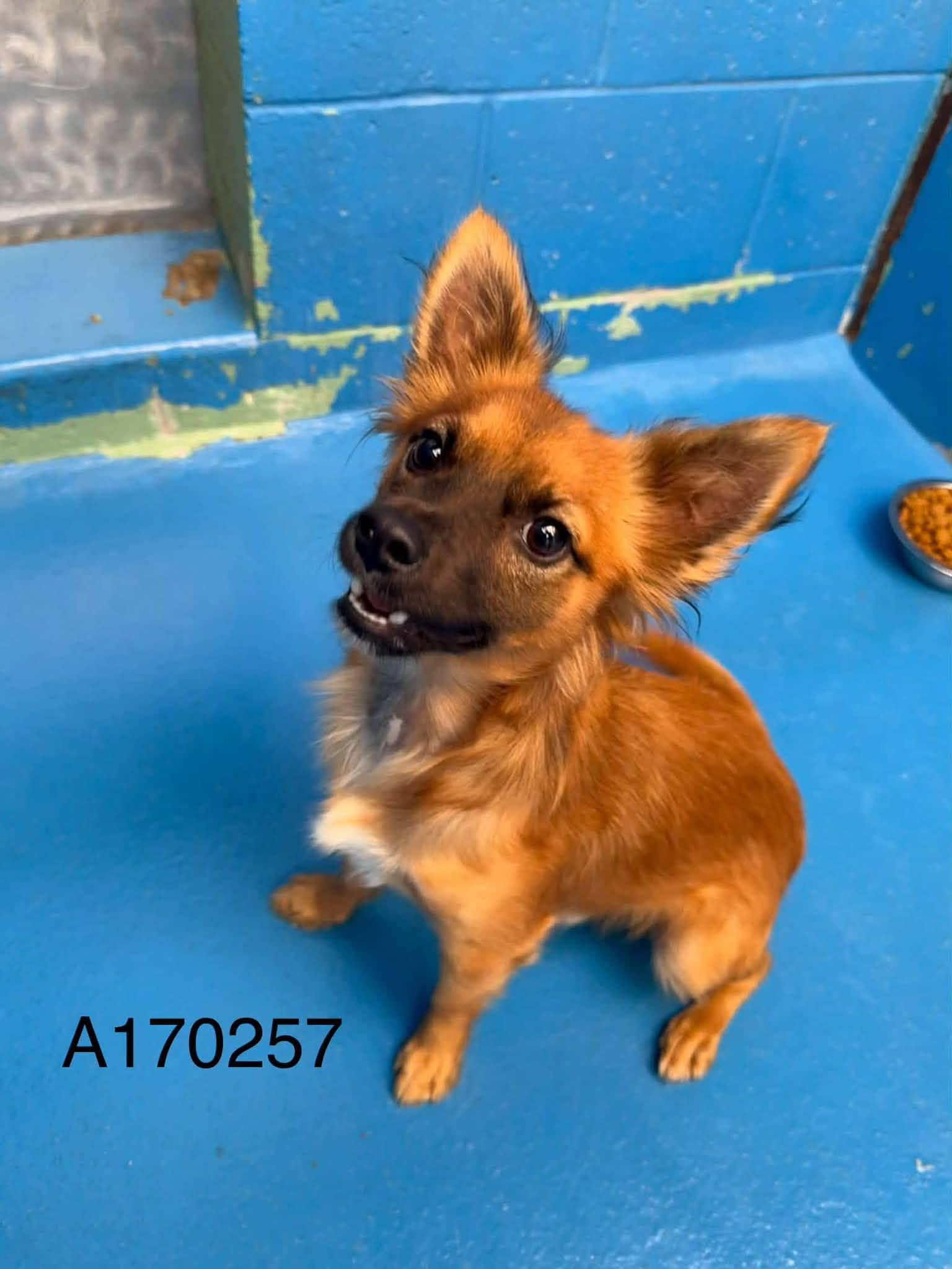 Yak - Pomeranian Mix available for adoption at BARCS Rescue in Calgary
