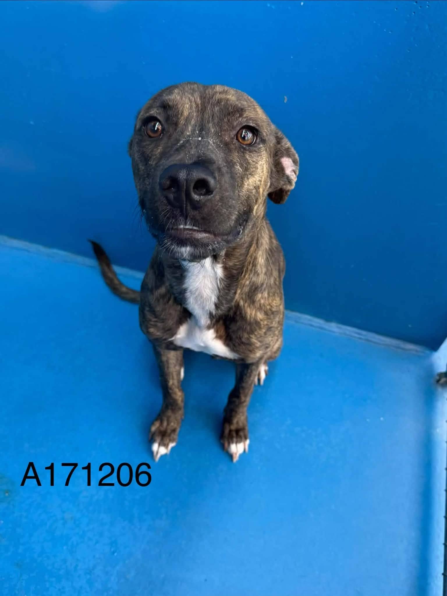 Parson - Pit Bull Terrier Mix available for adoption at BARCS Rescue in Calgary