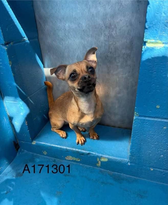 Nakusp - Pug/Dachshund Mix available for adoption at BARCS Rescue in Calgary