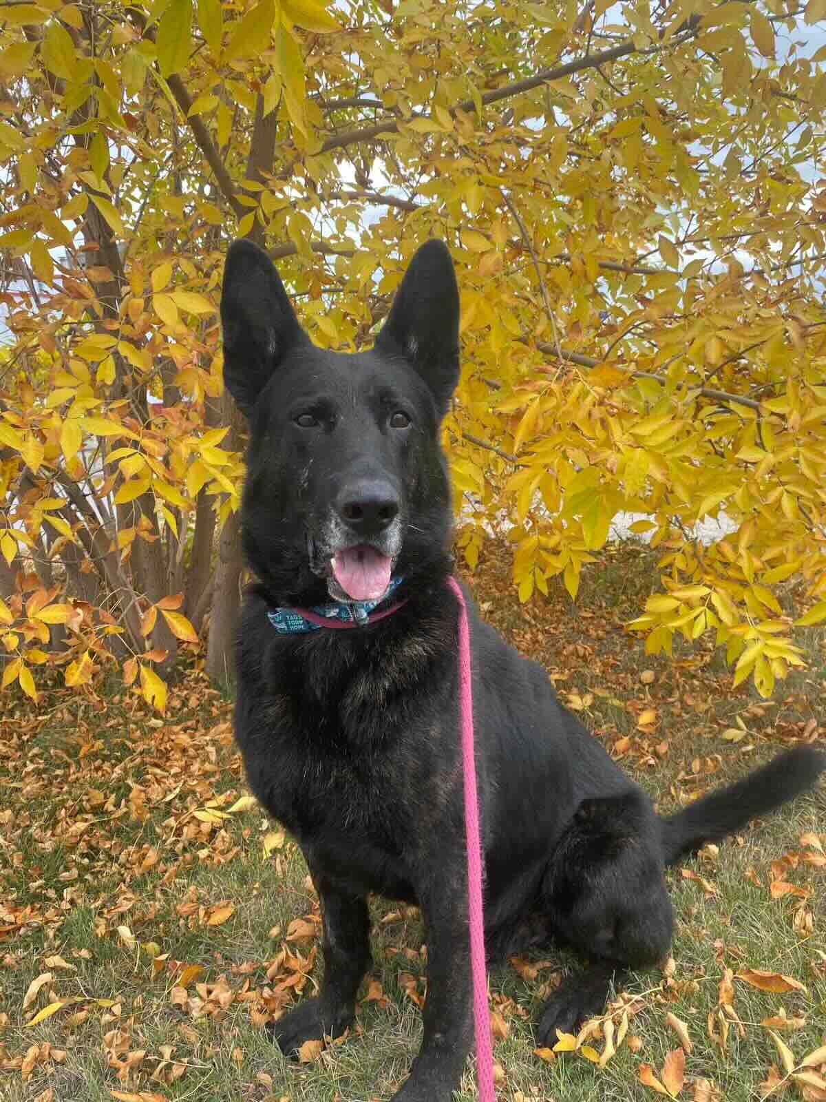 Tex - Shepherd Mix available for adoption