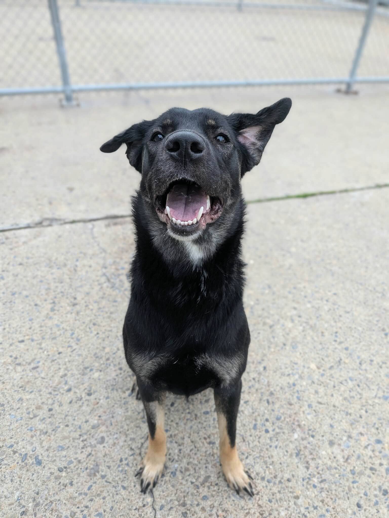 Pistachio - Shepherd Mix available for adoption at BARCS Rescue in Calgary (1 of 3)