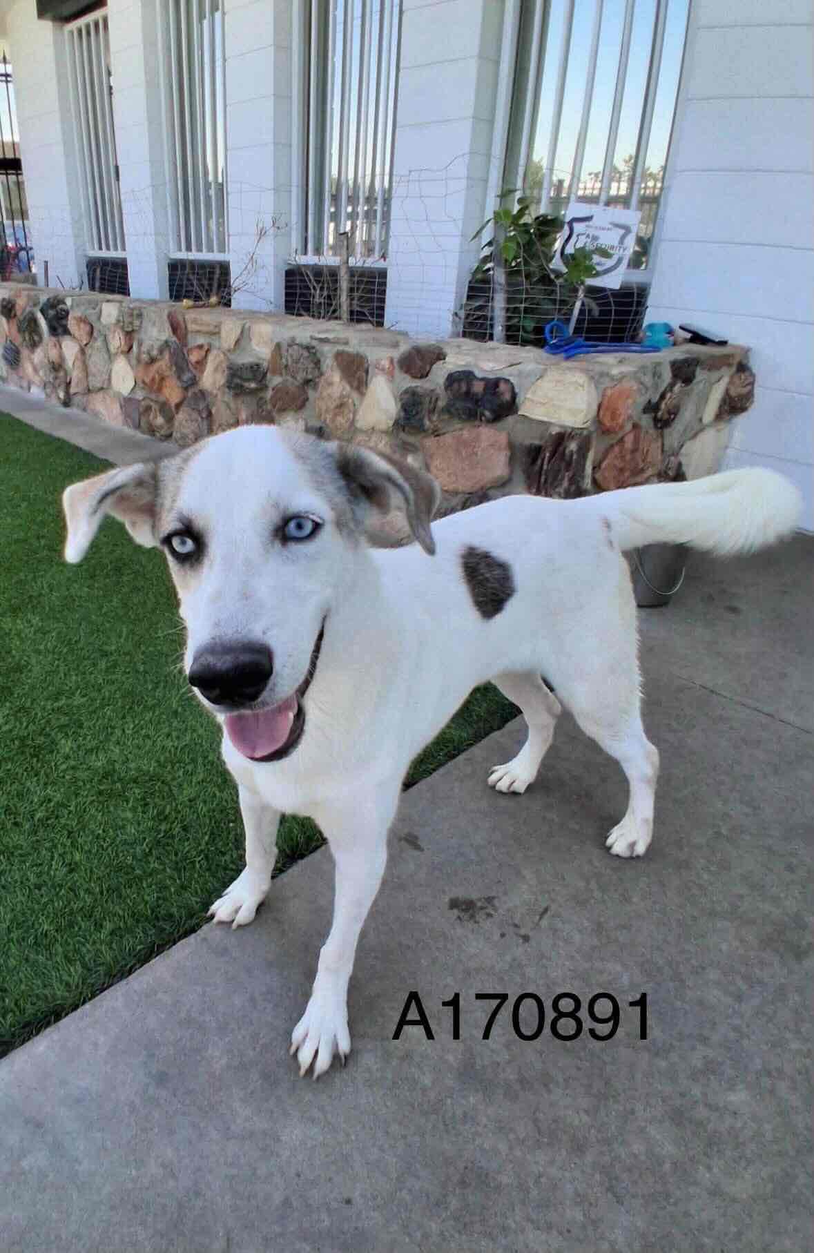 Hope - Australian Shephed Mix available for adoption at BARCS Rescue in Calgary