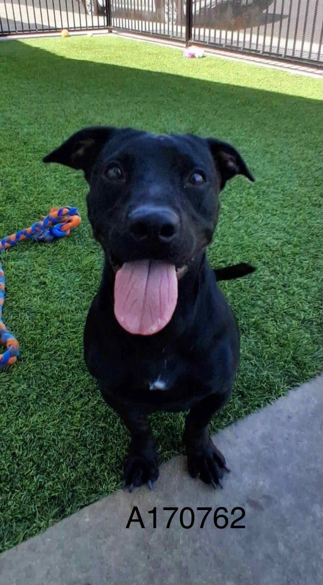 Flin Flon - Lab Mix available for adoption at BARCS Rescue in Calgary