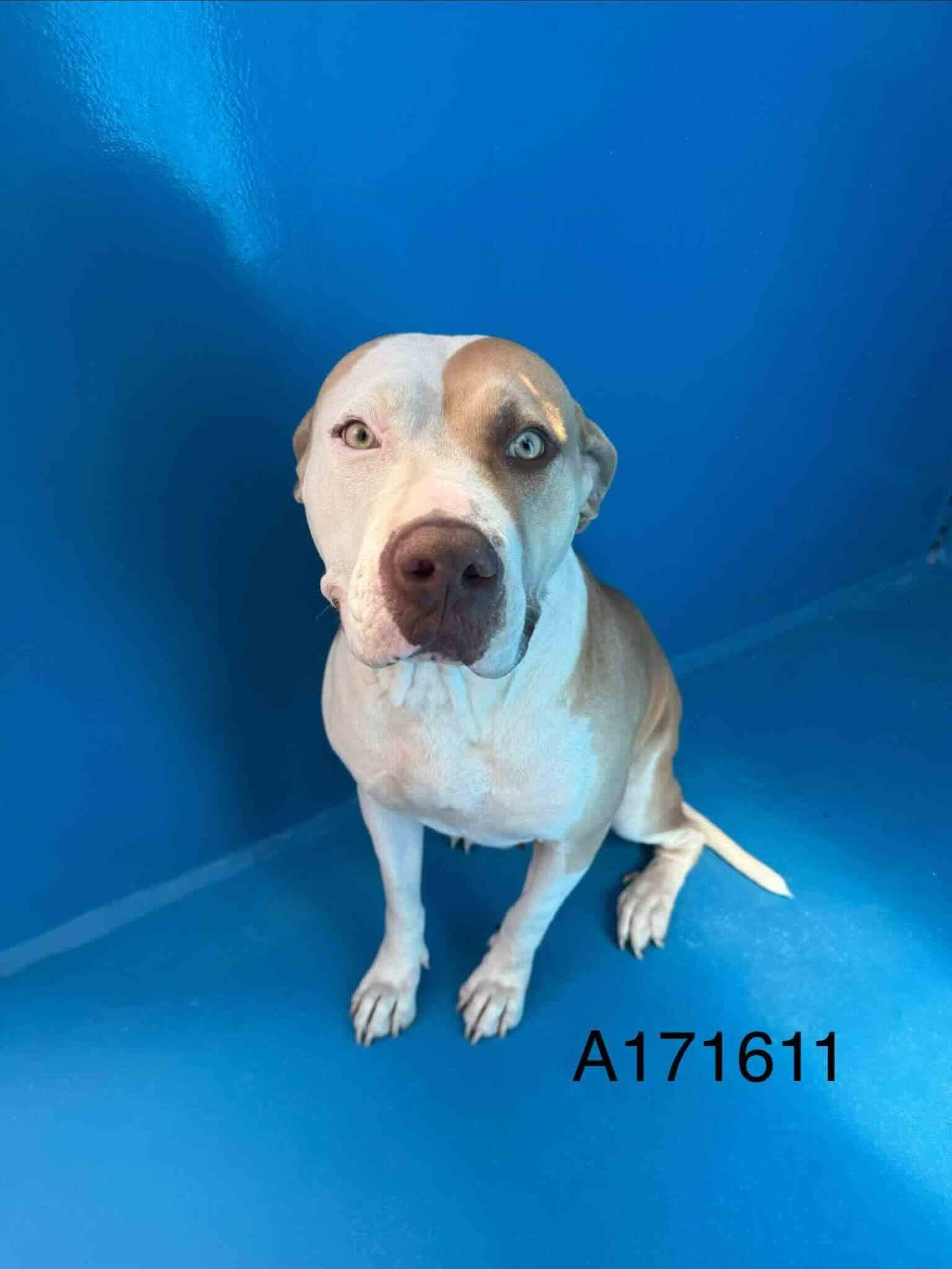Kensington - Pit Bull Terrier Mix available for adoption at BARCS Rescue in Calgary
