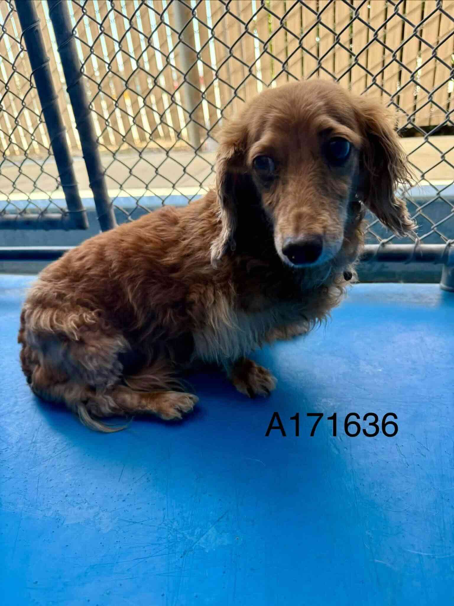 Gimli - Dachshund Mix available for adoption in Alberta