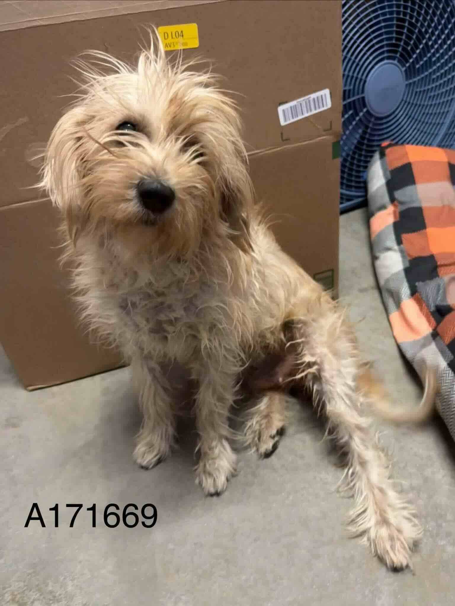 Picture Butte - Yorkshire Terrier Mix available for adoption at BARCS Rescue in Calgary