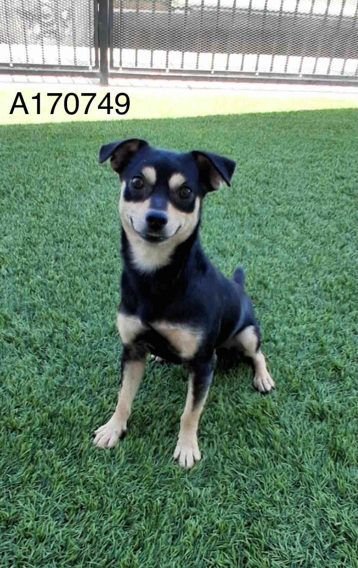 Vulcan - Chihuahua Mix available for adoption at BARCS Rescue in Calgary