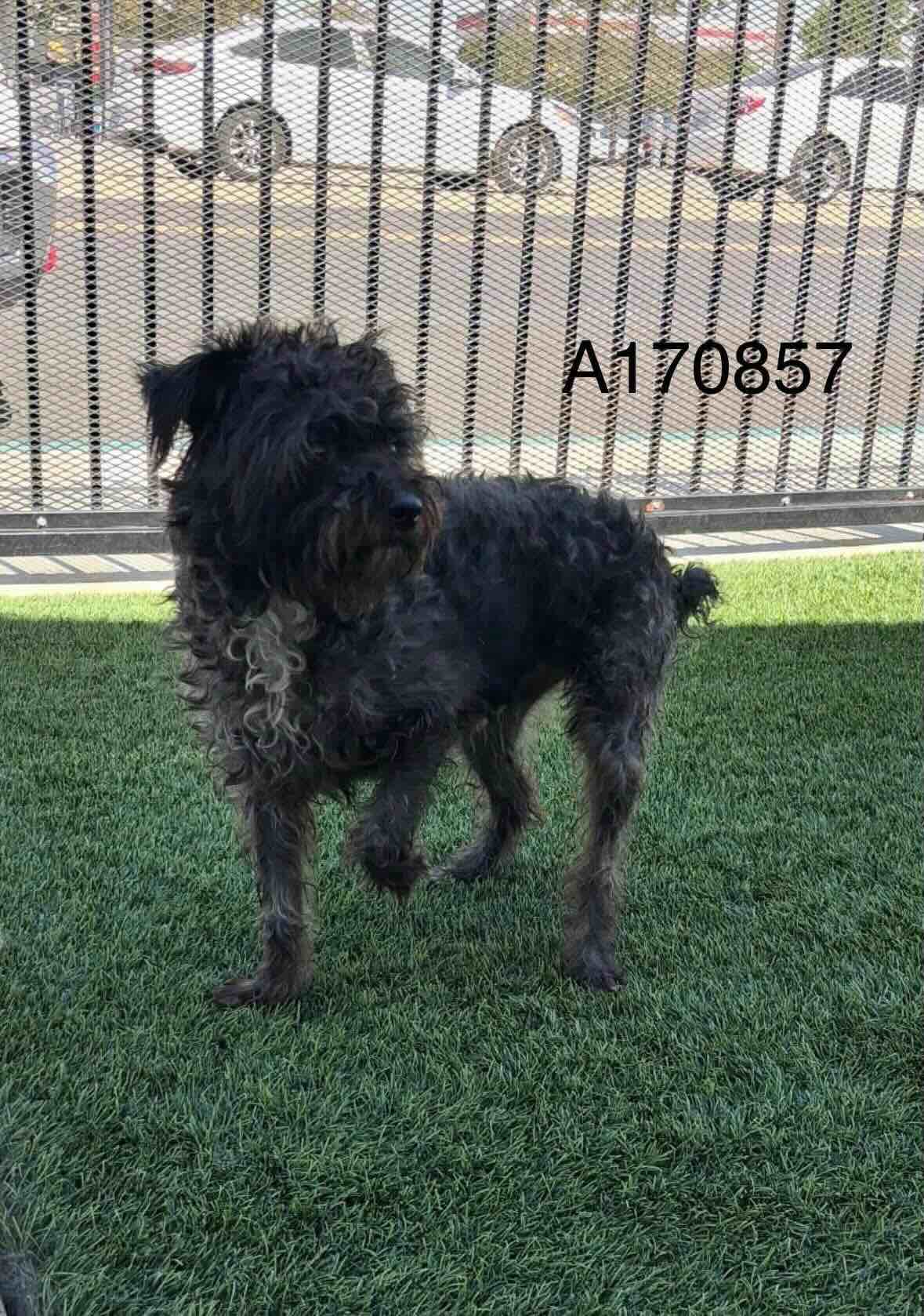 Blackfalds - Terrier Mix available for adoption at BARCS Rescue in Calgary