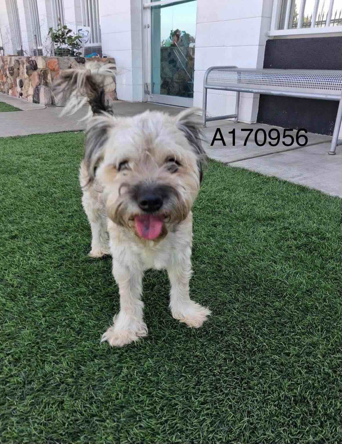 Squamish - Terrier/Maltese Mix available for adoption at BARCS Rescue in Calgary