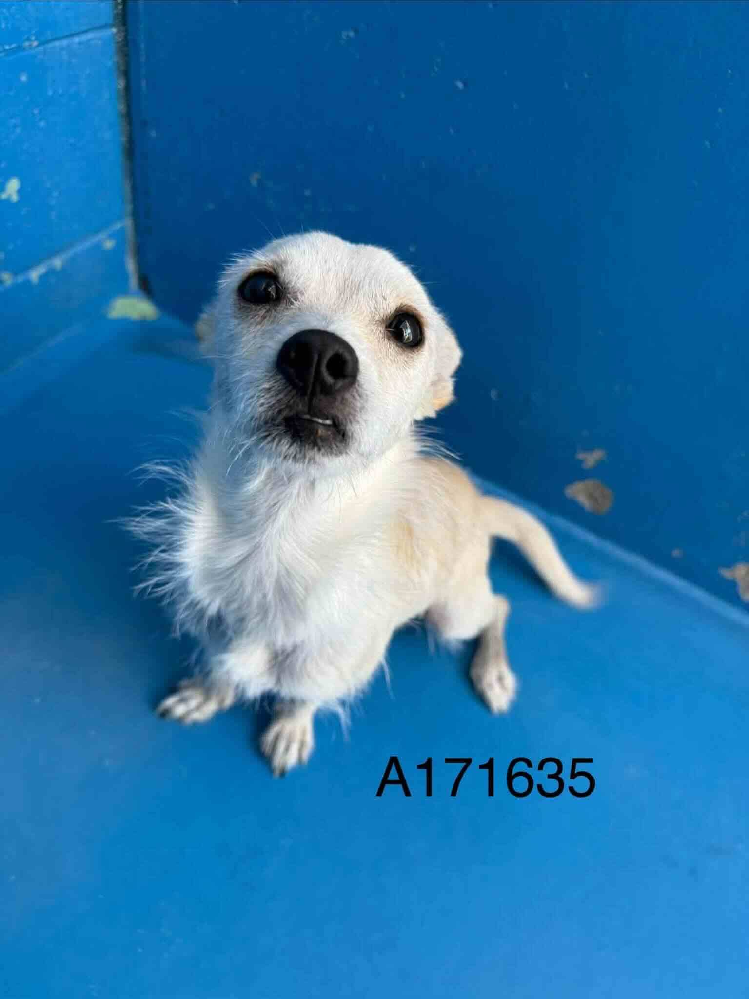 Bashaw - Chihuahua Mix available for adoption at BARCS Rescue in Calgary