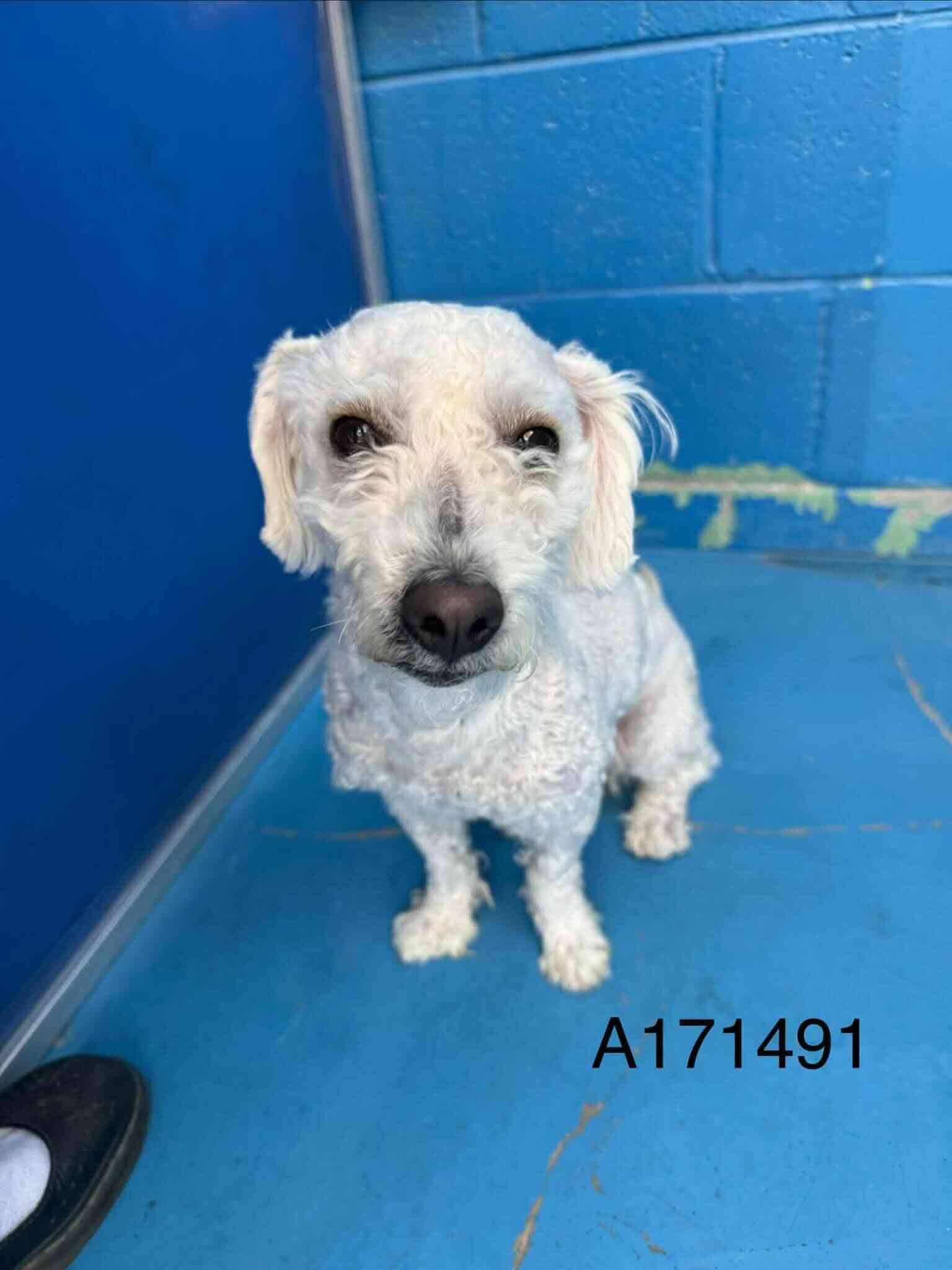 Spalding - Miniature Poodle Mix available for adoption at BARCS Rescue in Calgary