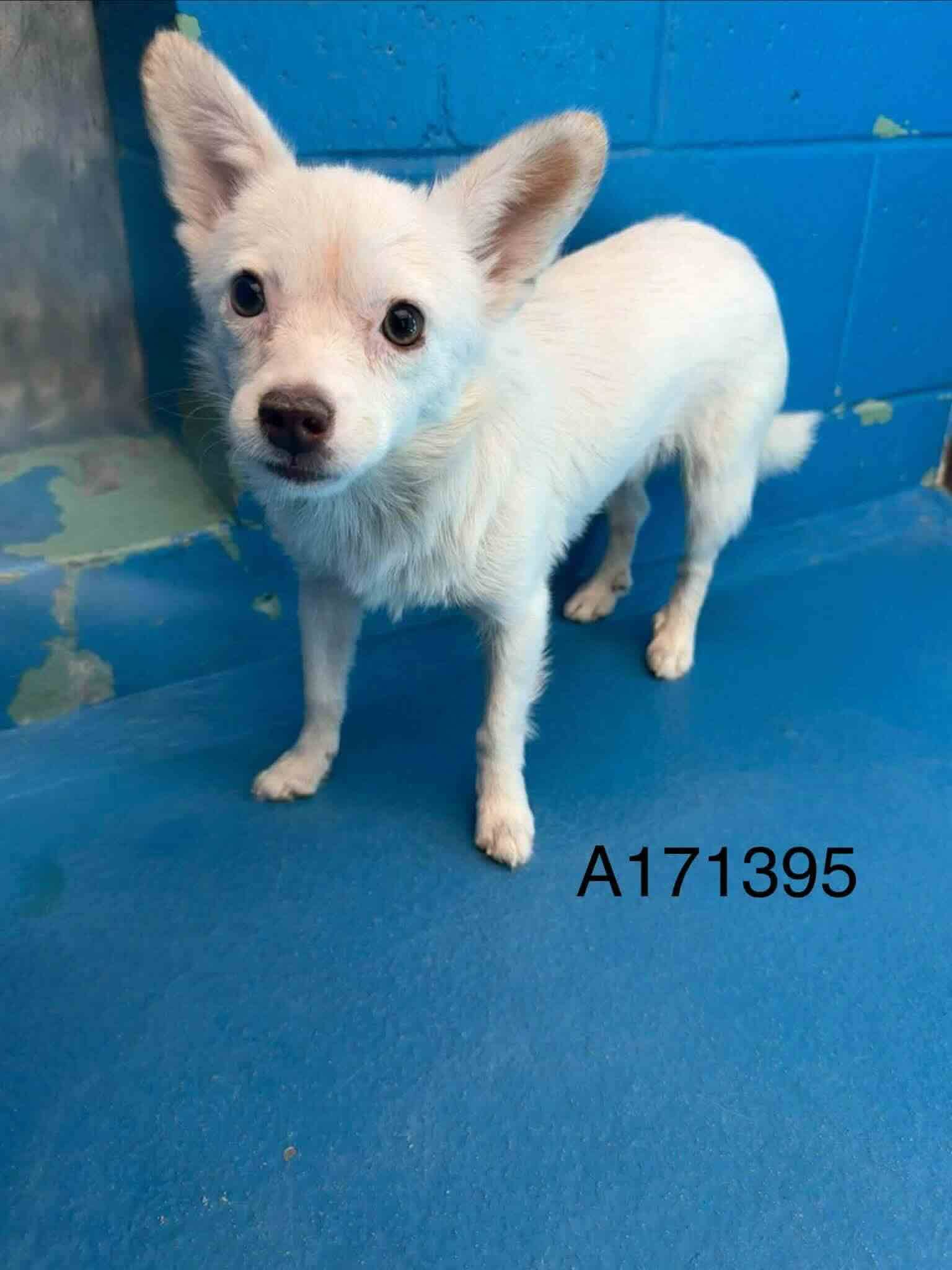 Bowden - Chihuahua Mix available for adoption at BARCS Rescue in Calgary