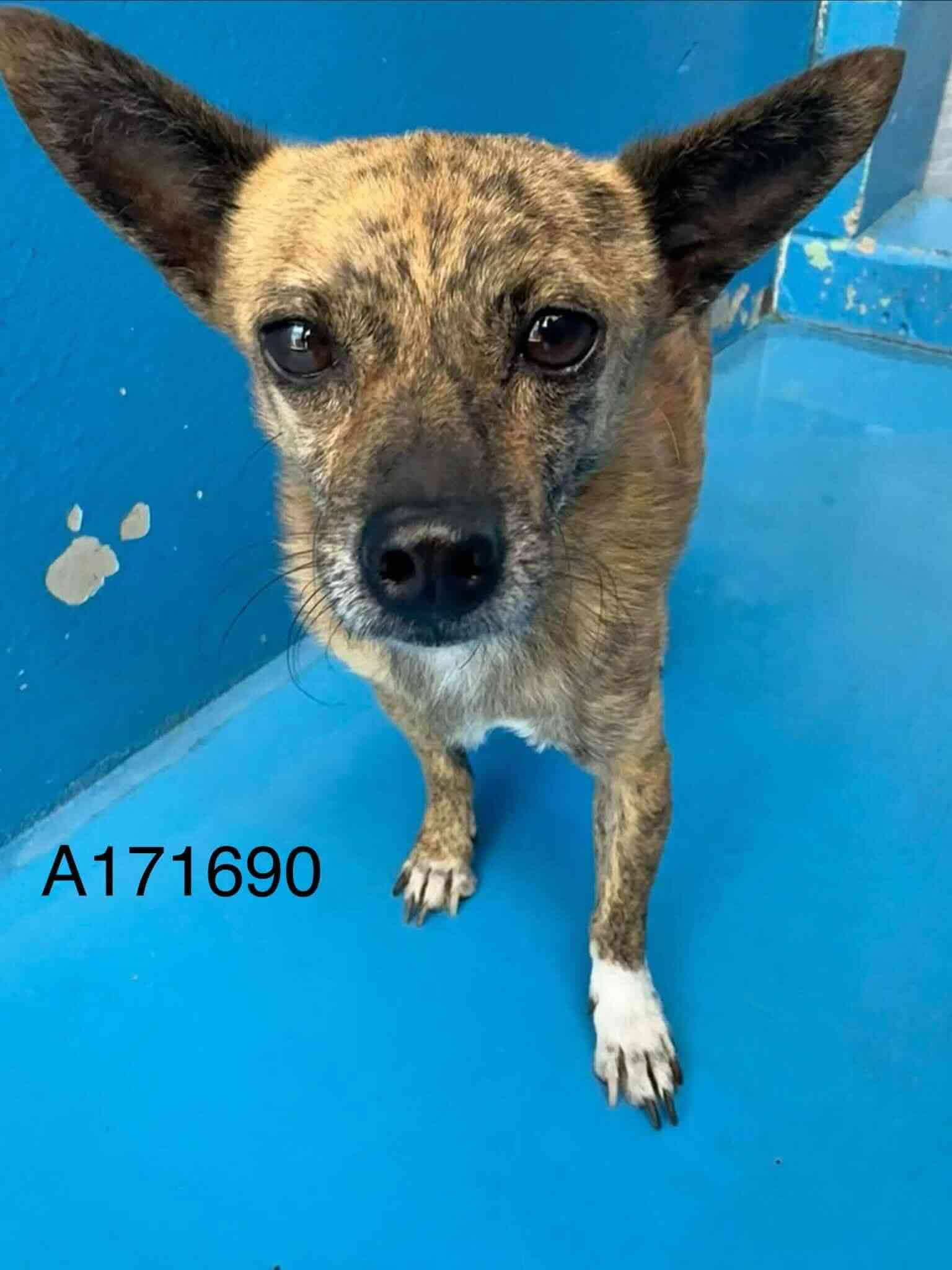 Trochu - Chihuahua Mix available for adoption at BARCS Rescue in Calgary