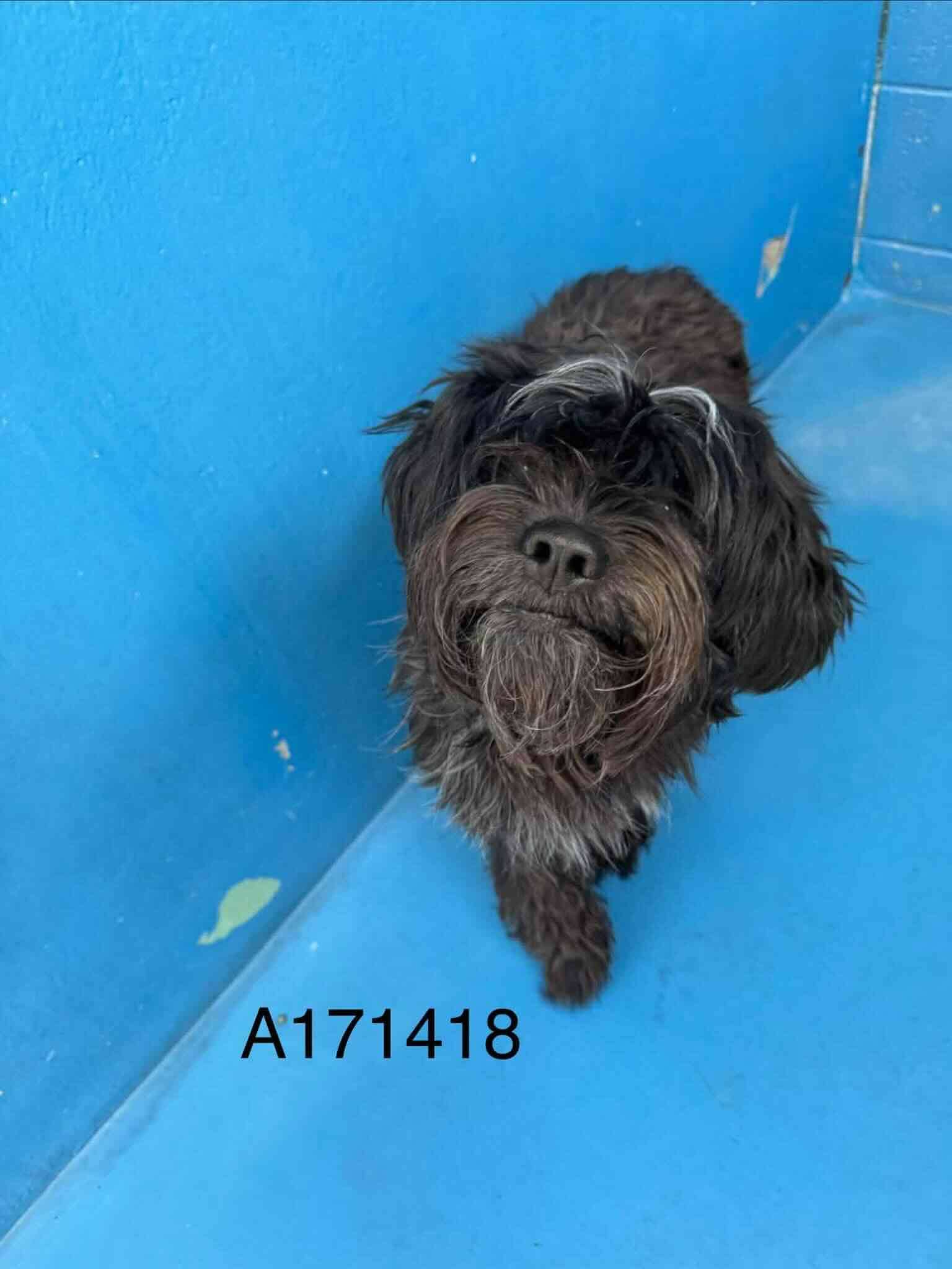 Norton - Maltese Mix available for adoption at BARCS Rescue in Calgary
