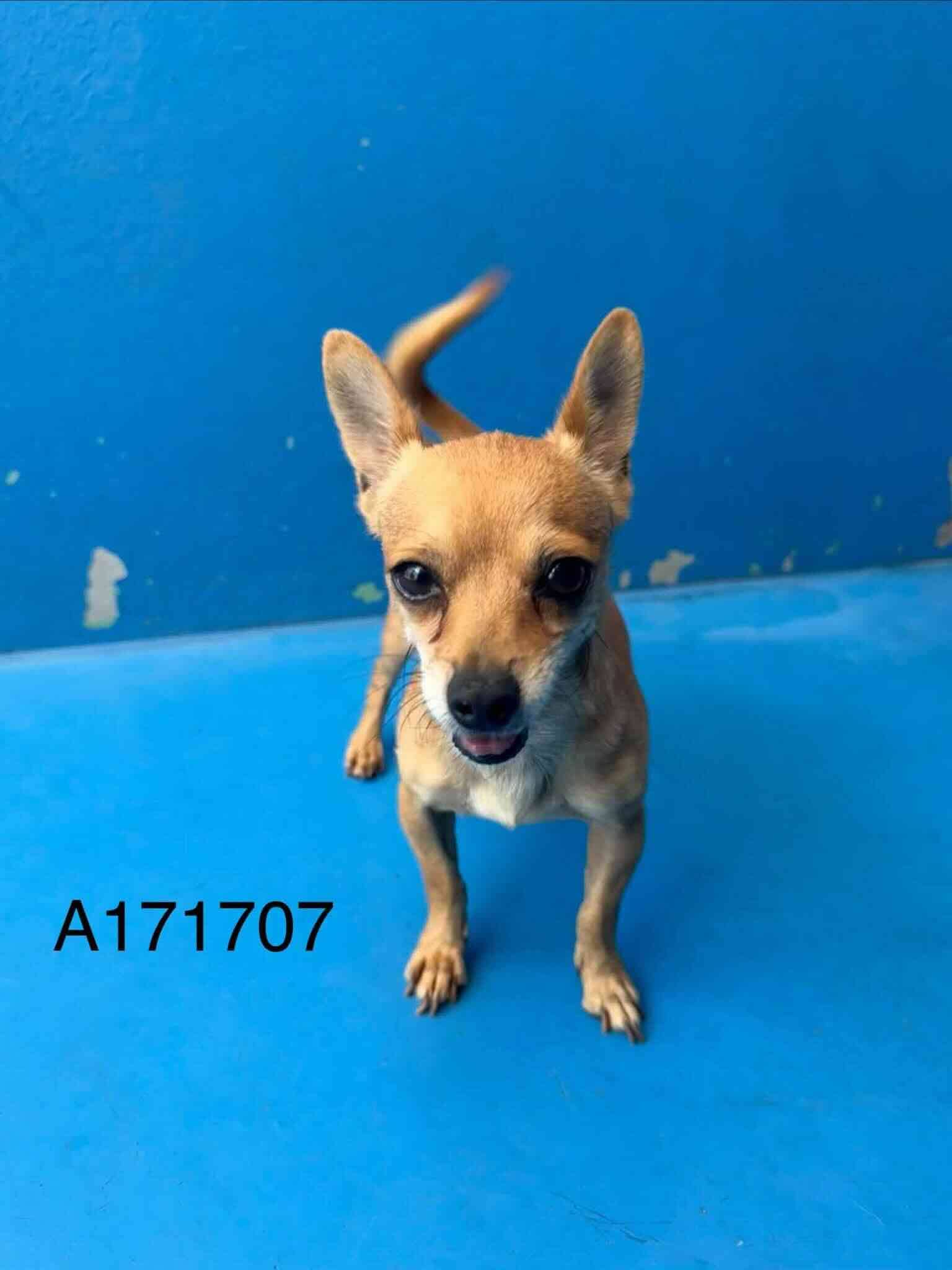 Fogo - Chihuahua Mix available for adoption at BARCS Rescue in Calgary