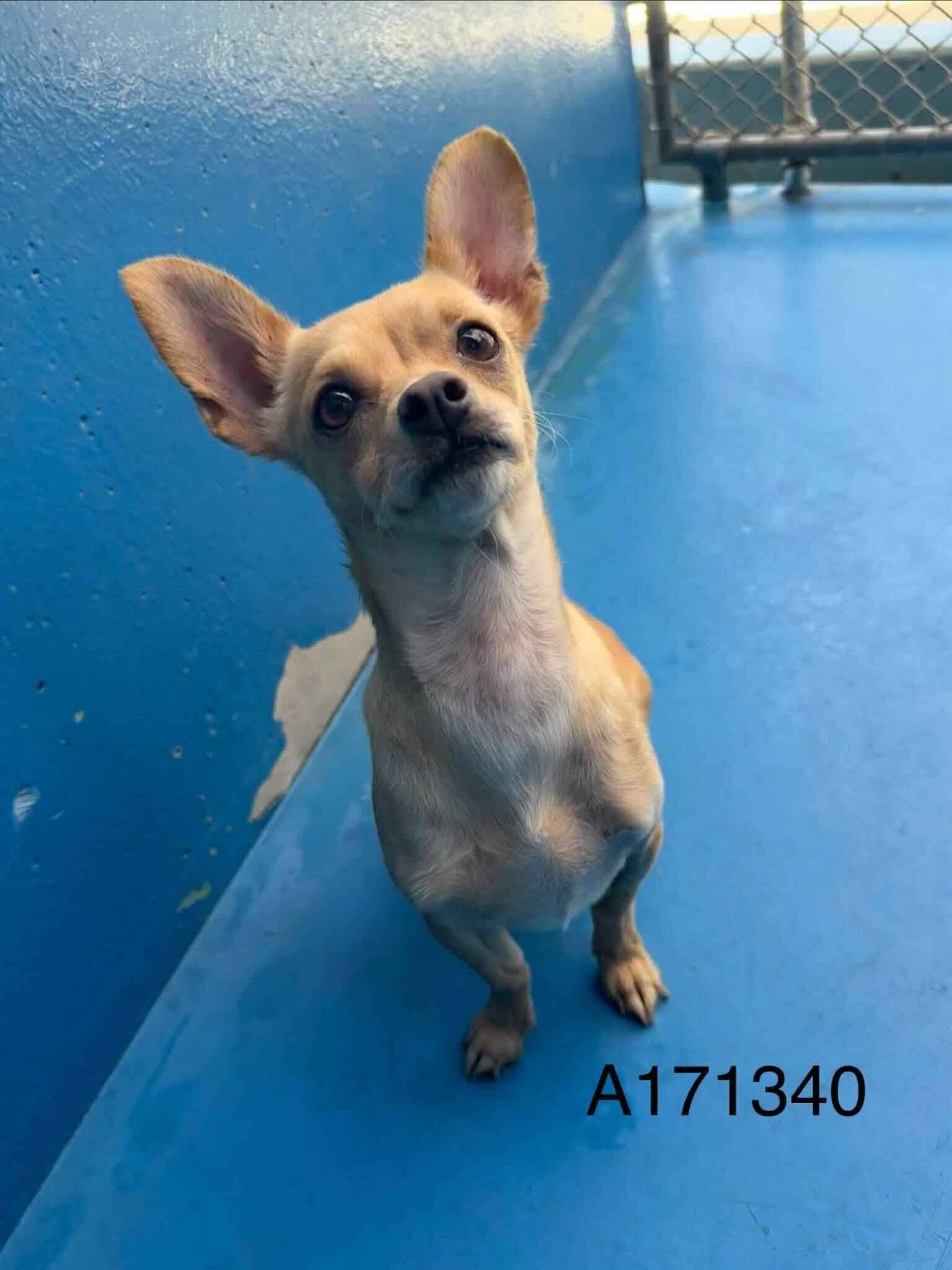 Humboldt - Chihuahua Mix available for adoption at BARCS Rescue in Calgary