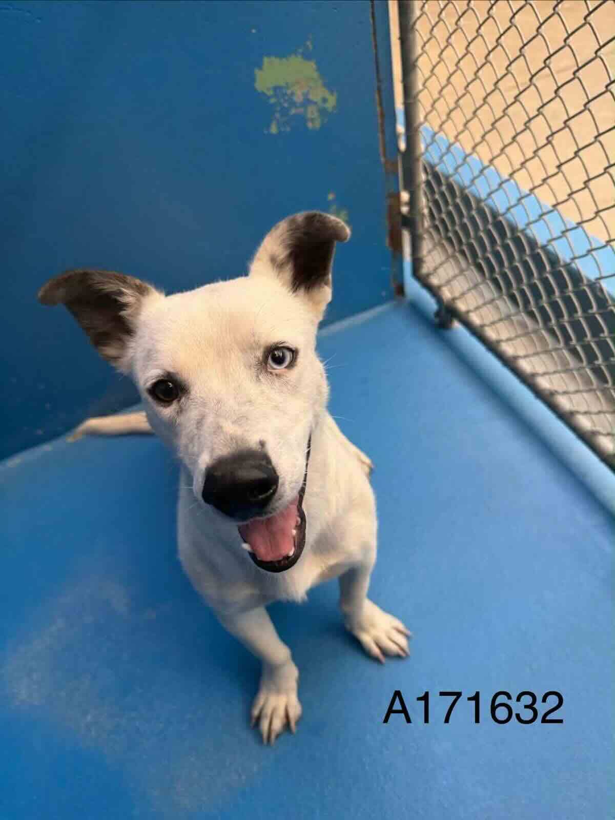 Brigus - Australian Cattle Dog/Dachsund Mix available for adoption at BARCS Rescue in Calgary