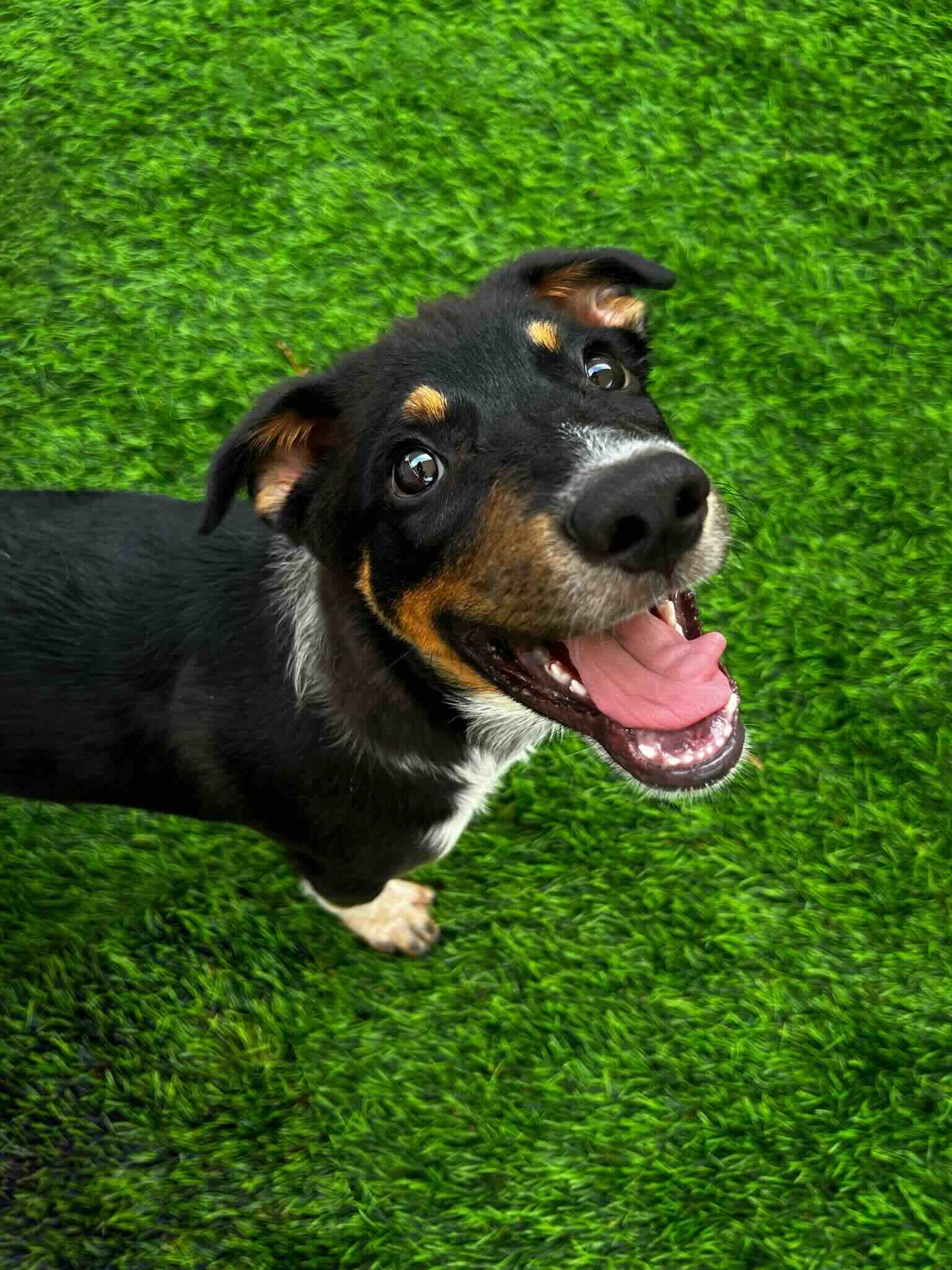 Kent - Heeler Mix available for adoption at BARCS Rescue in Calgary