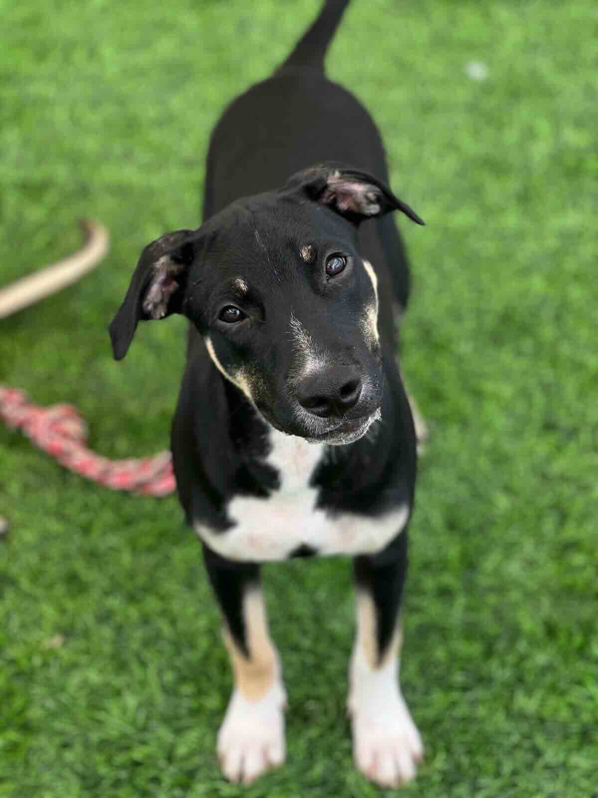 Wayne - Shepherd Mix available for adoption at BARCS Rescue in Calgary