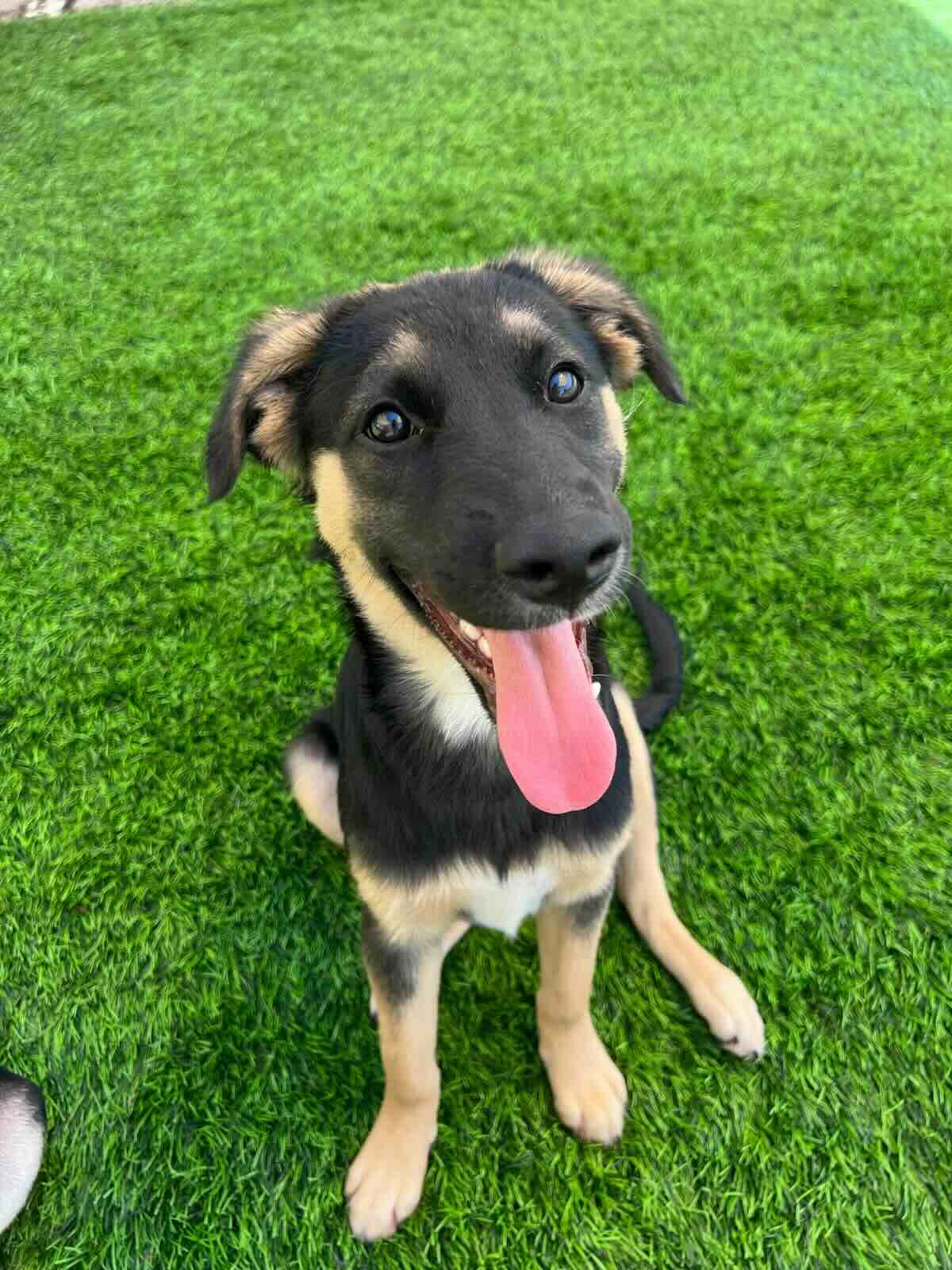 Munroe - Shepherd Mix available for adoption at BARCS Rescue in Calgary