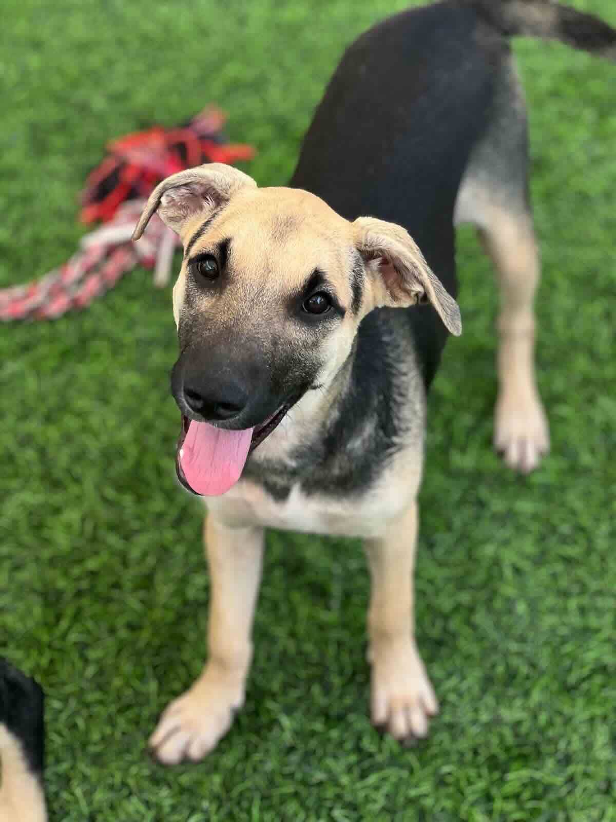 Quinn - Shepherd Mix available for adoption at BARCS Rescue in Calgary