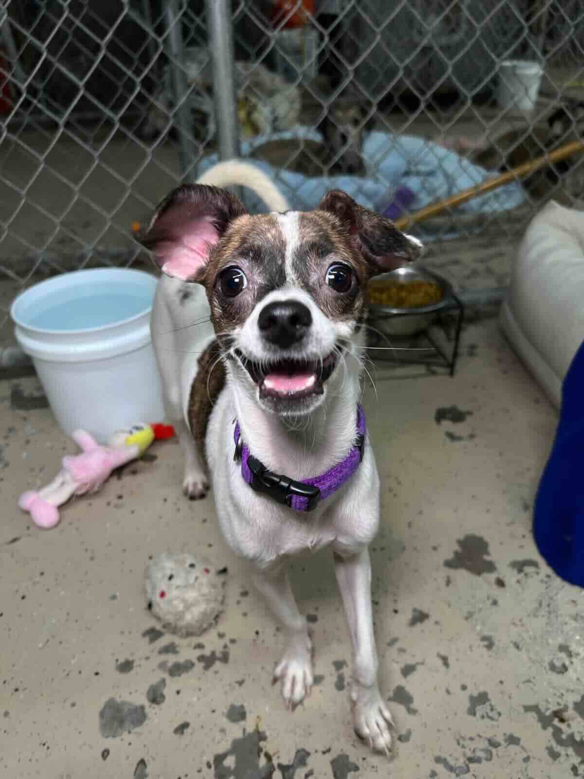 Pryde - Chihuahua Mix available for adoption at BARCS Rescue in Calgary