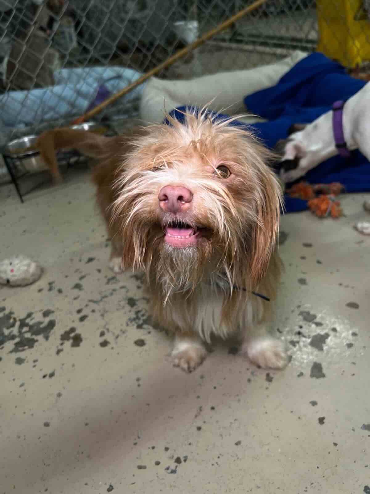 Banner - Shih Tzu Mix available for adoption at BARCS Rescue in Calgary