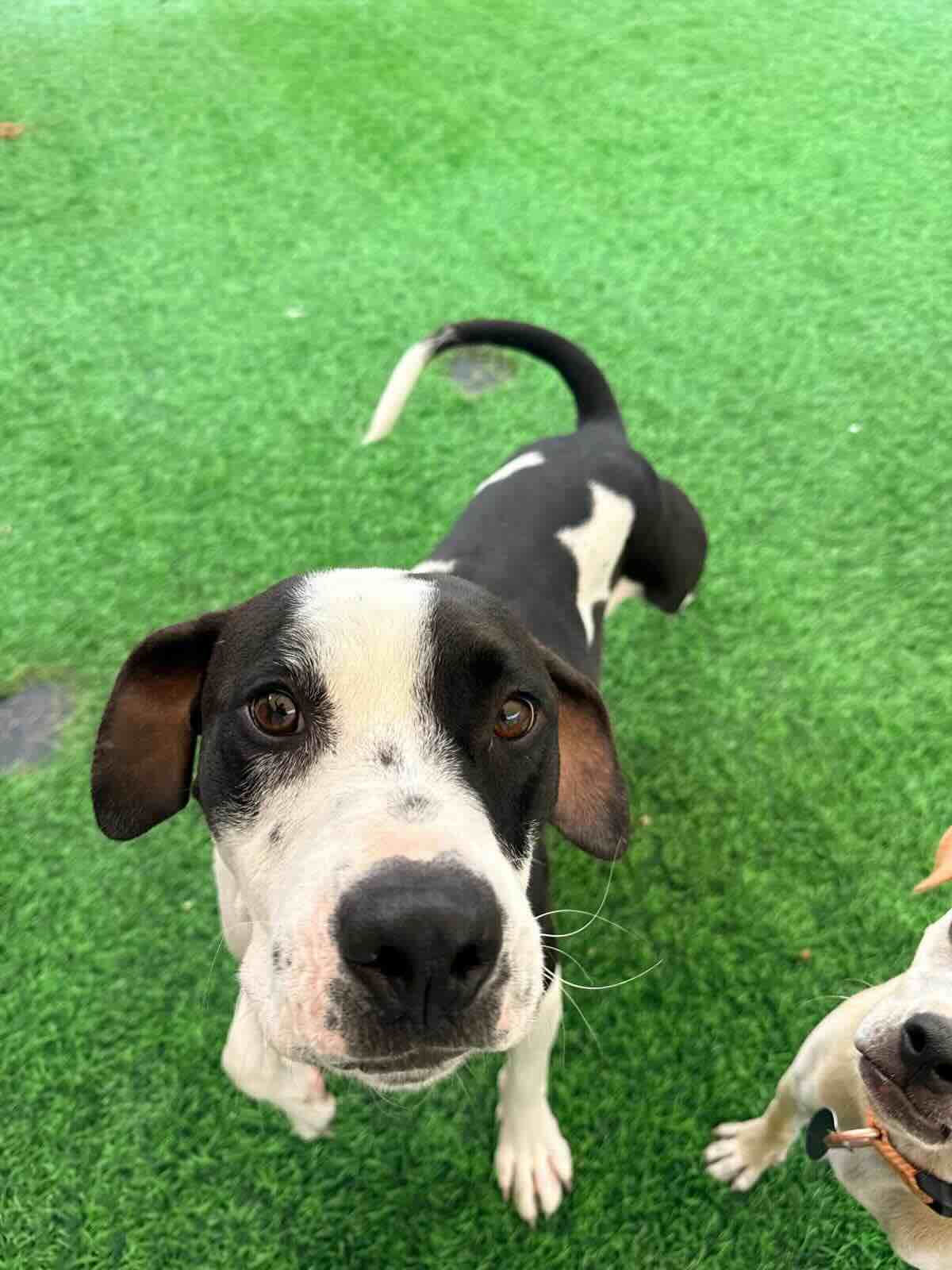 Parker - Lab Mix available for adoption at BARCS Rescue in Calgary