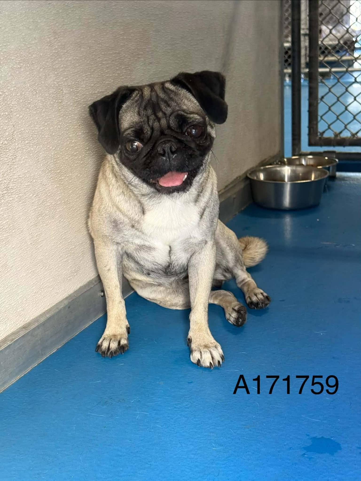 Ponoka - Pug Mix available for adoption at BARCS Rescue in Calgary