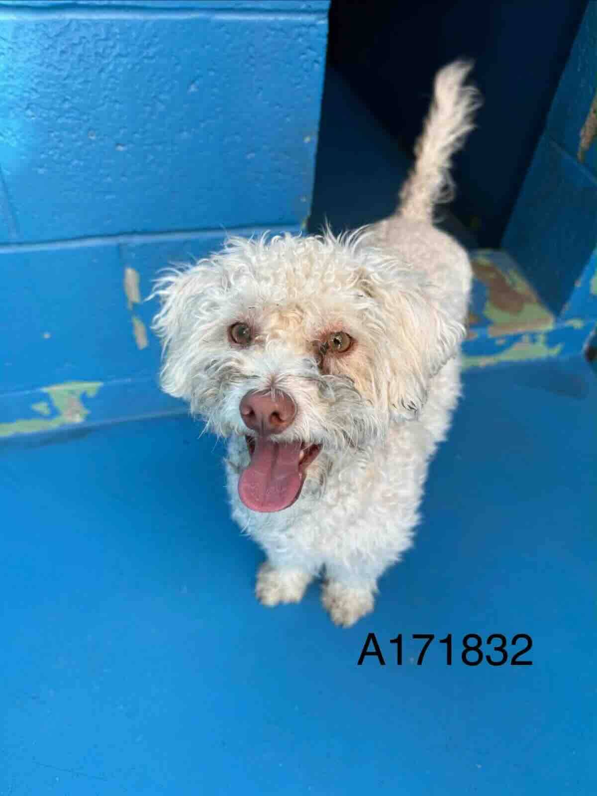 Sylvan - Miniature Poodle Mix available for adoption at BARCS Rescue in Calgary