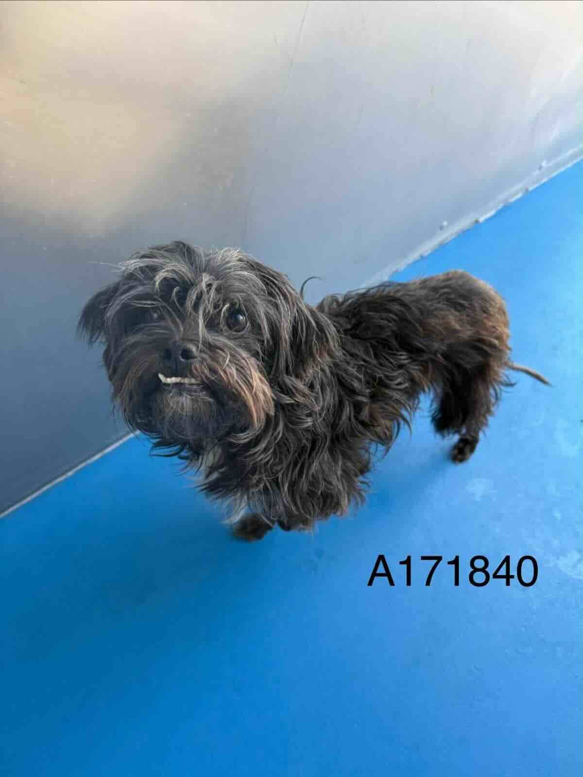 Digby - Maltese Mix available for adoption at BARCS Rescue in Calgary